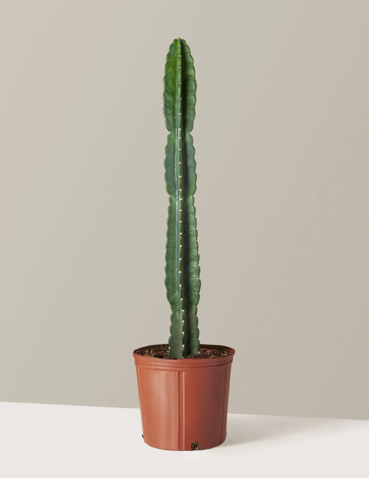 Cuddly Cactus - Image 39