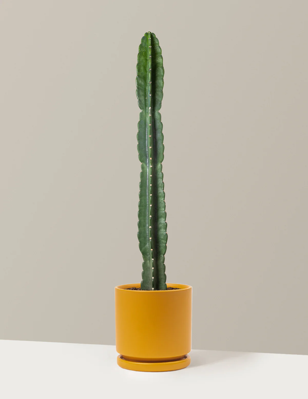 Cuddly Cactus - Image 45