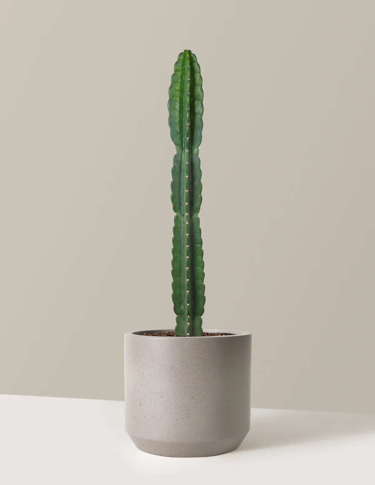 Cuddly Cactus - Image 52