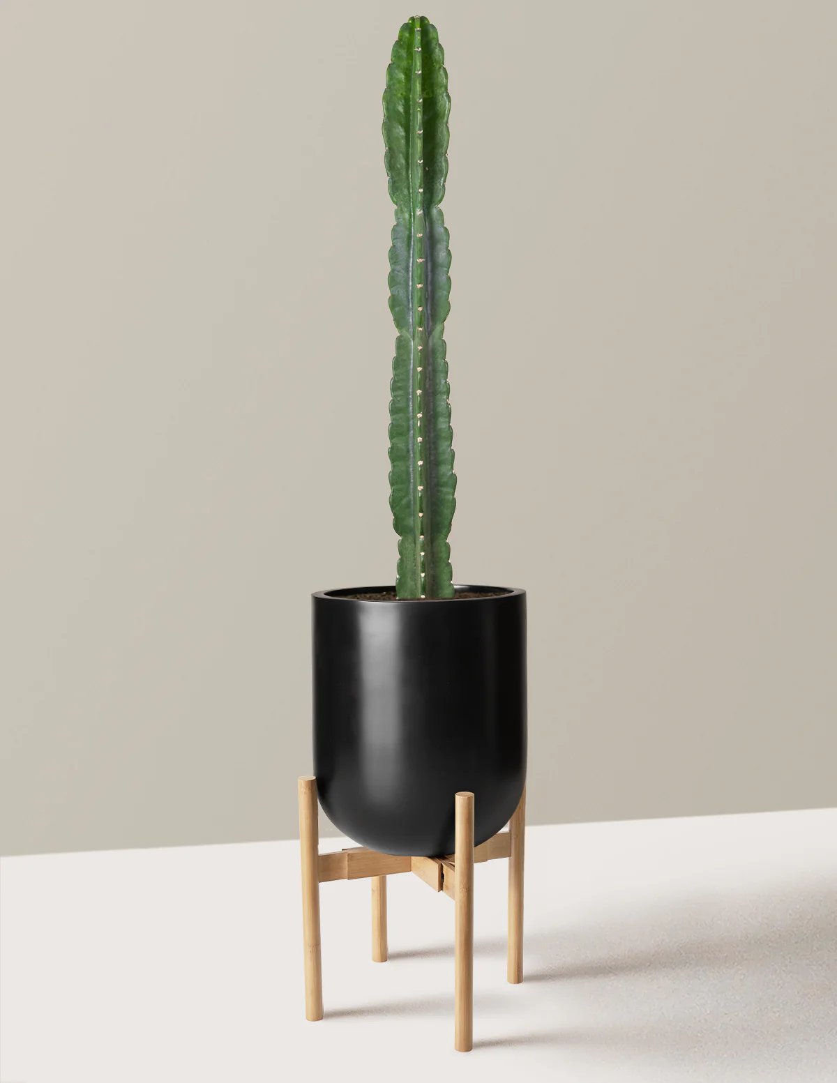 Cuddly Cactus - Image 55