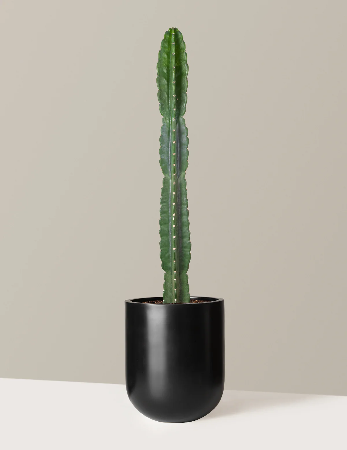Cuddly Cactus - Image 56