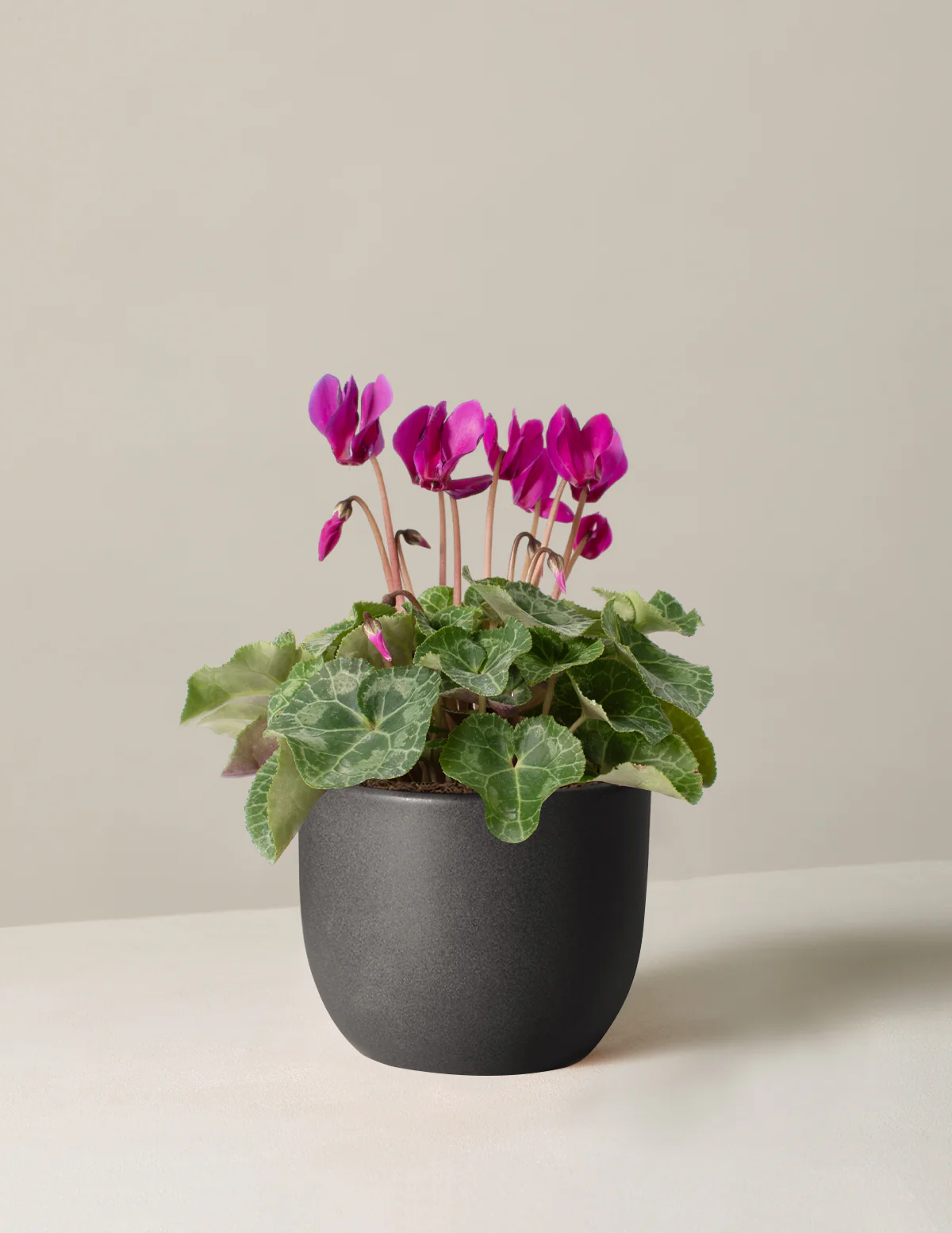 Cyclamen - Image 3