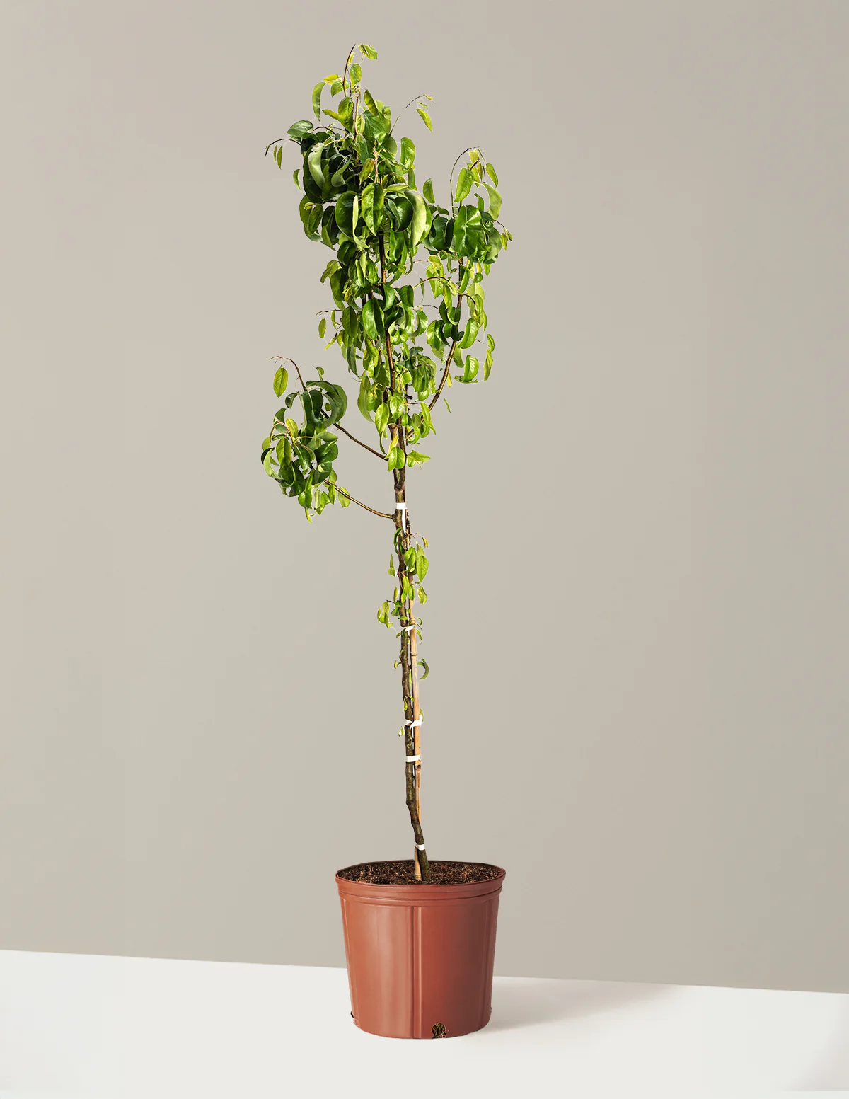 D'Anjou Pear Tree - Image 5