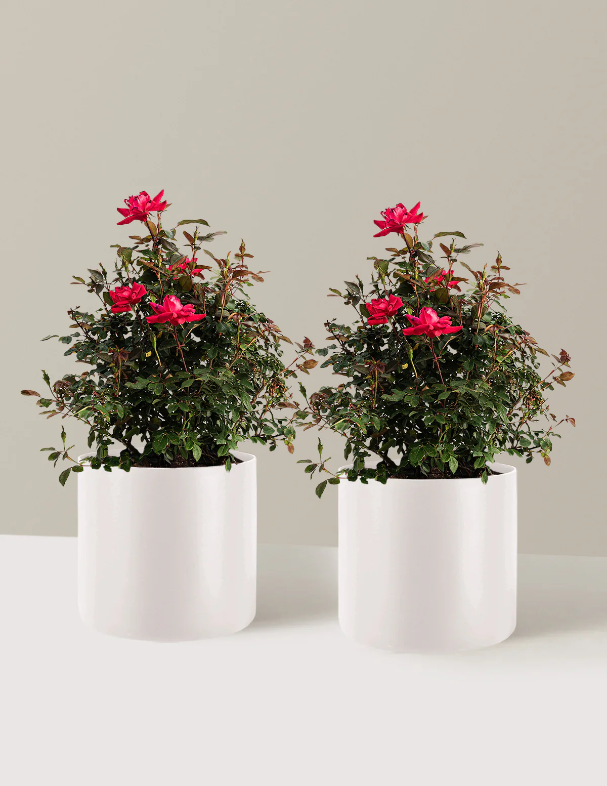 Double Knock Out® Rose - Image 17