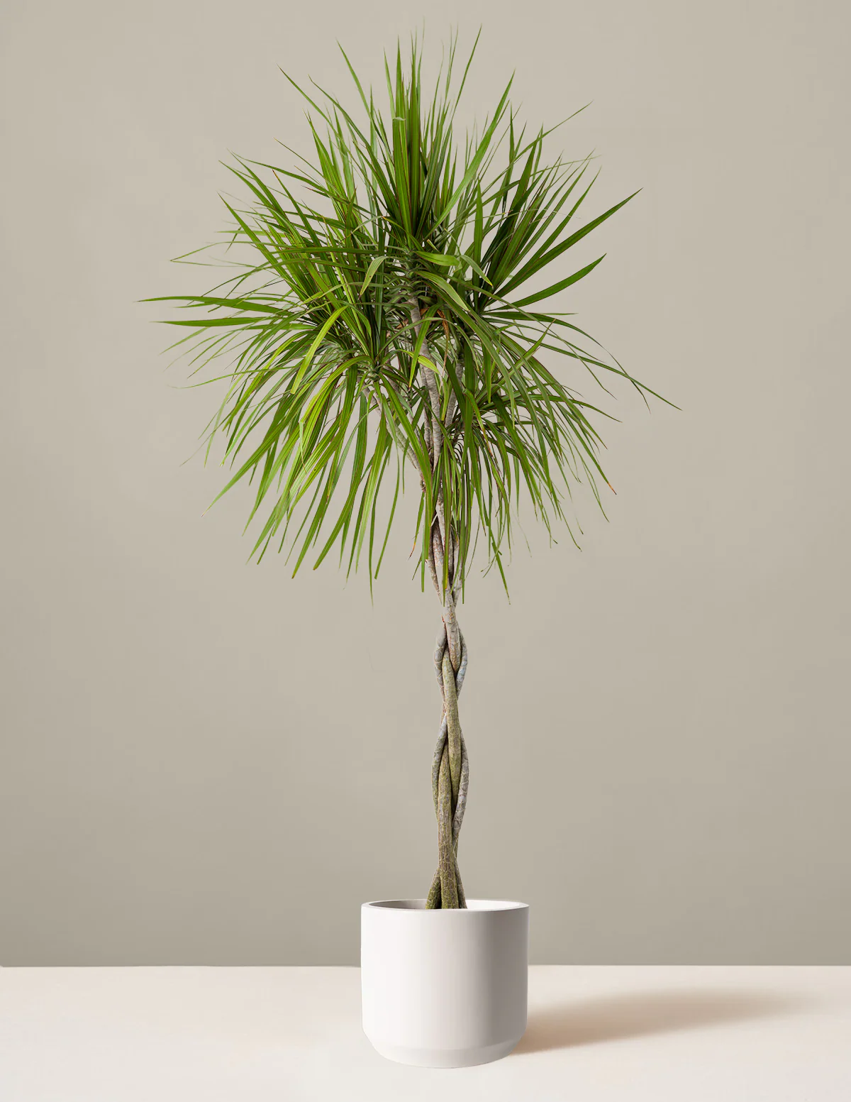 Dracaena Marginata Braided - Image 25