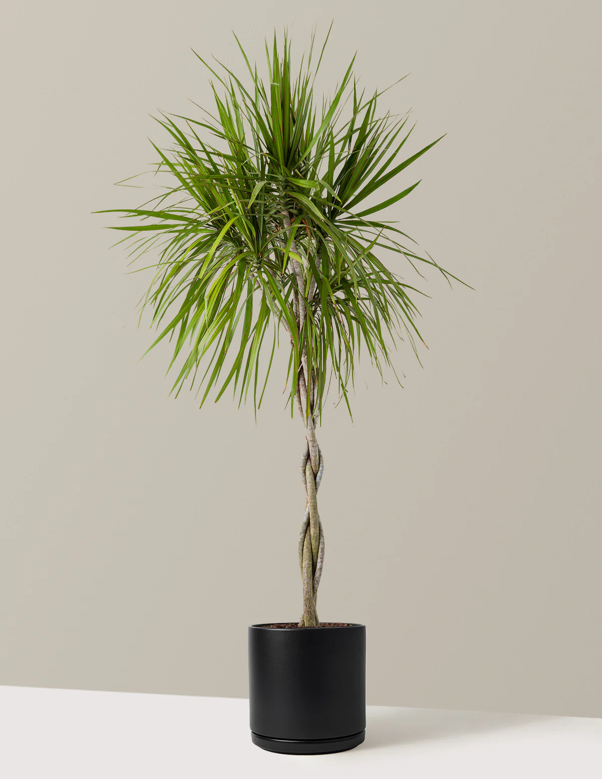 Dracaena Marginata Braided - Image 26