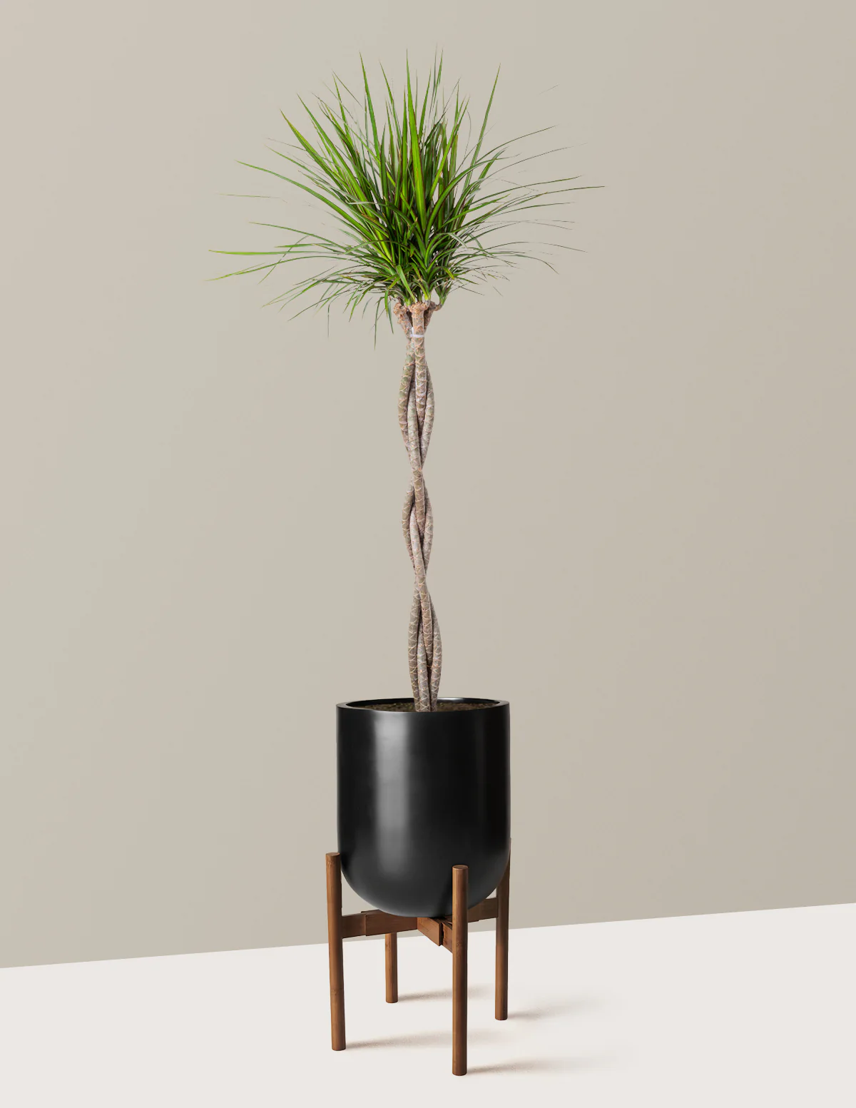 Dracaena Marginata Braided - Image 28
