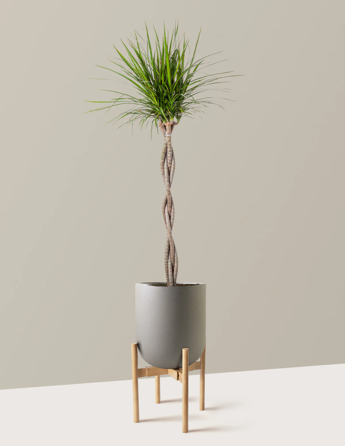 Dracaena Marginata Braided - Image 31