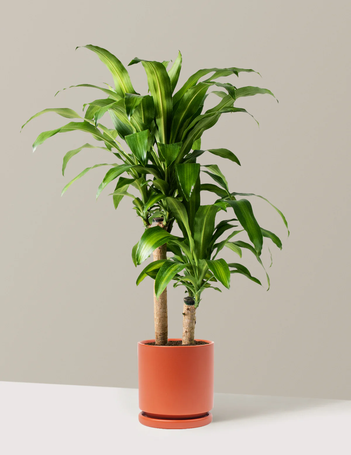 Large Dracaena Mass Cane - Image 34