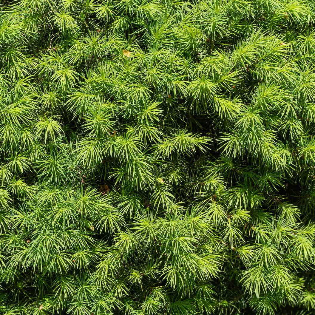 Dwarf Alberta Spruce - Image 4