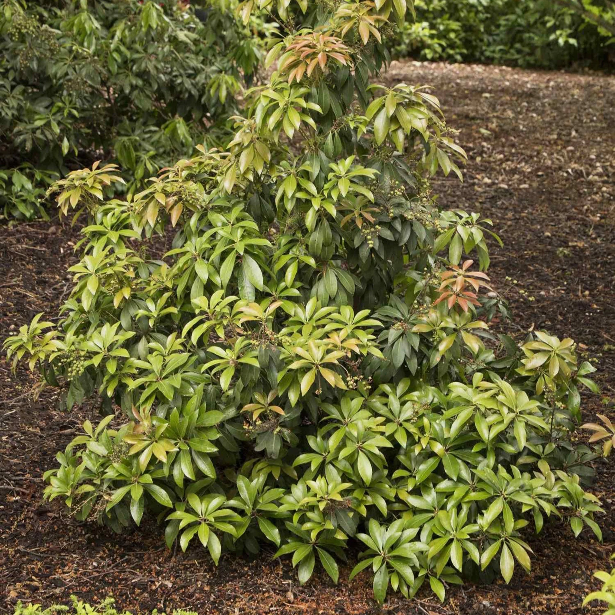 Enchanted Forest® Impish Elf™ Pieris - Image 3