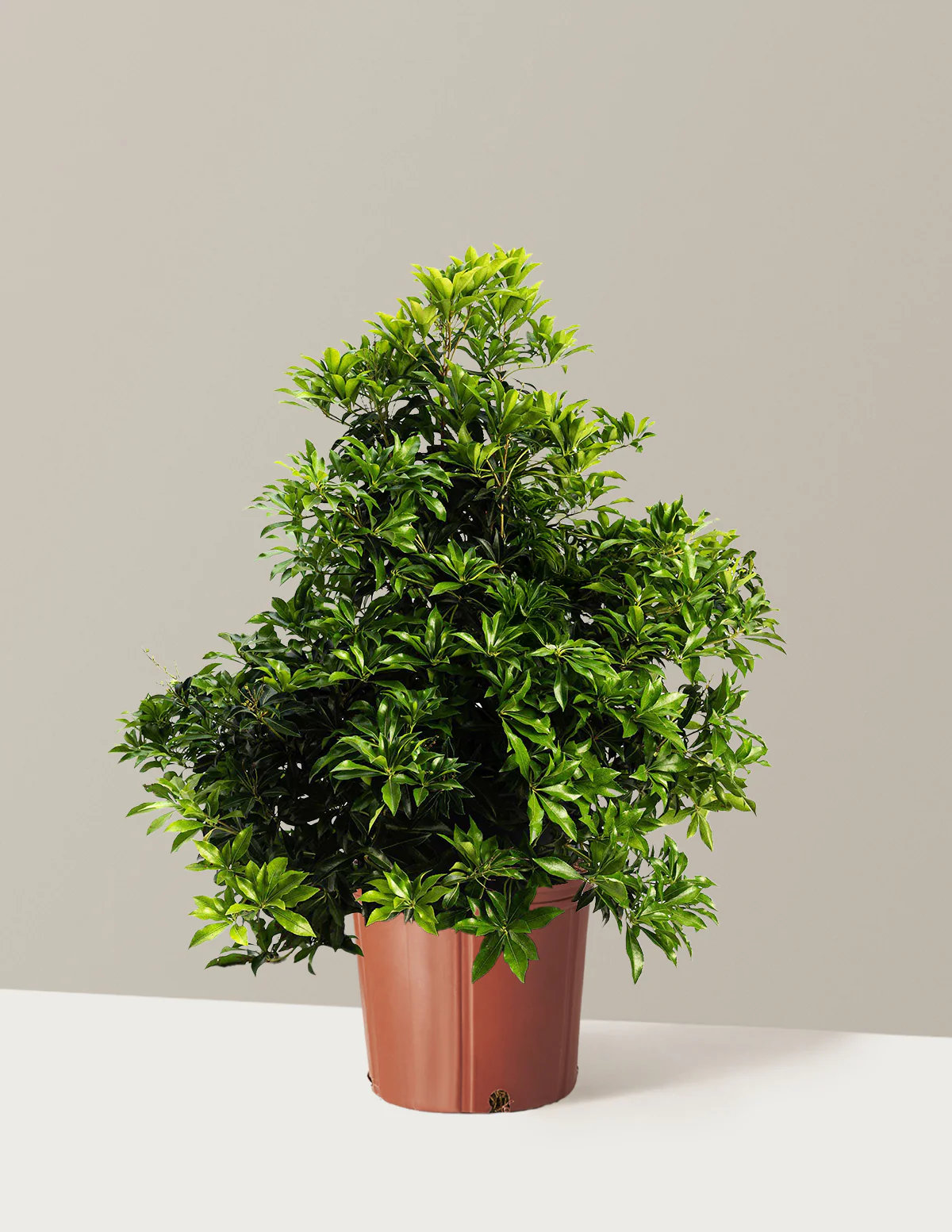 Enchanted Forest® River Run™ Pieris - Image 4