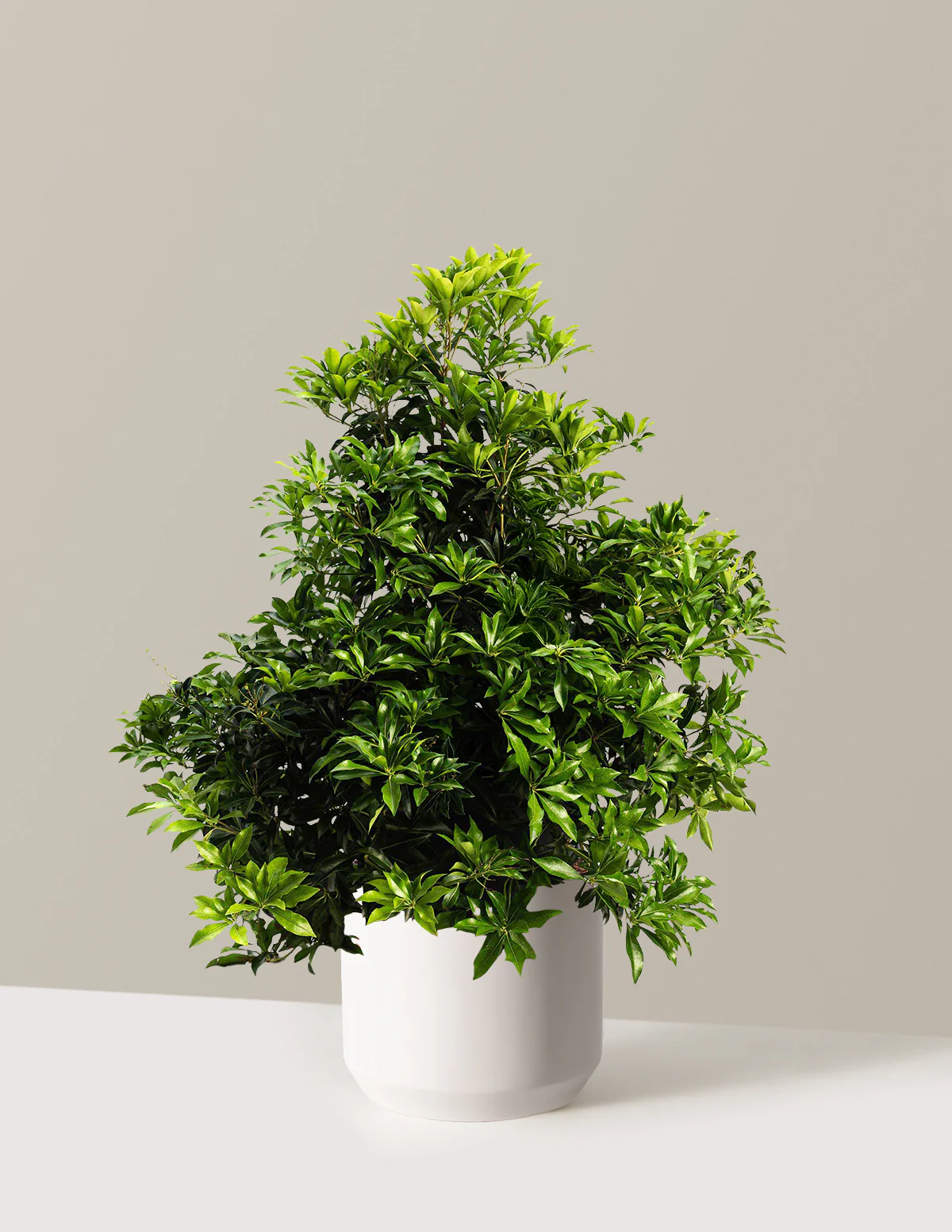 Enchanted Forest® River Run™ Pieris - Image 9