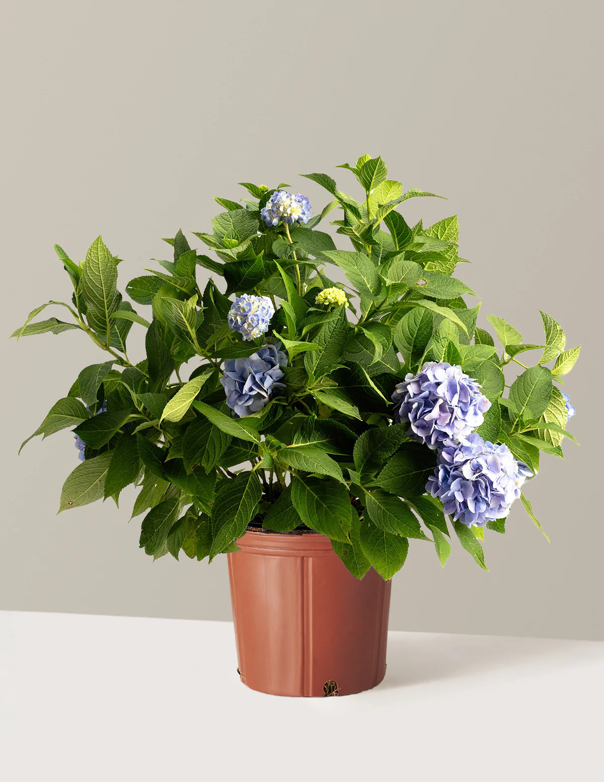 Endless Summer® Hydrangea - Image 11
