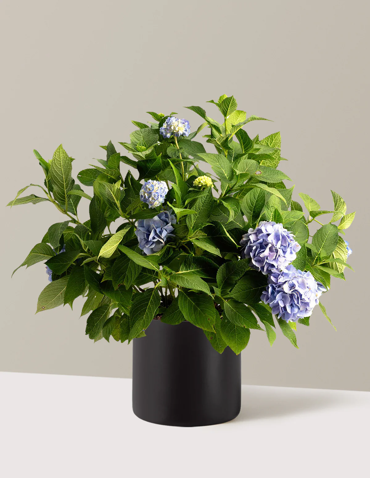 Endless Summer® Hydrangea - Image 12