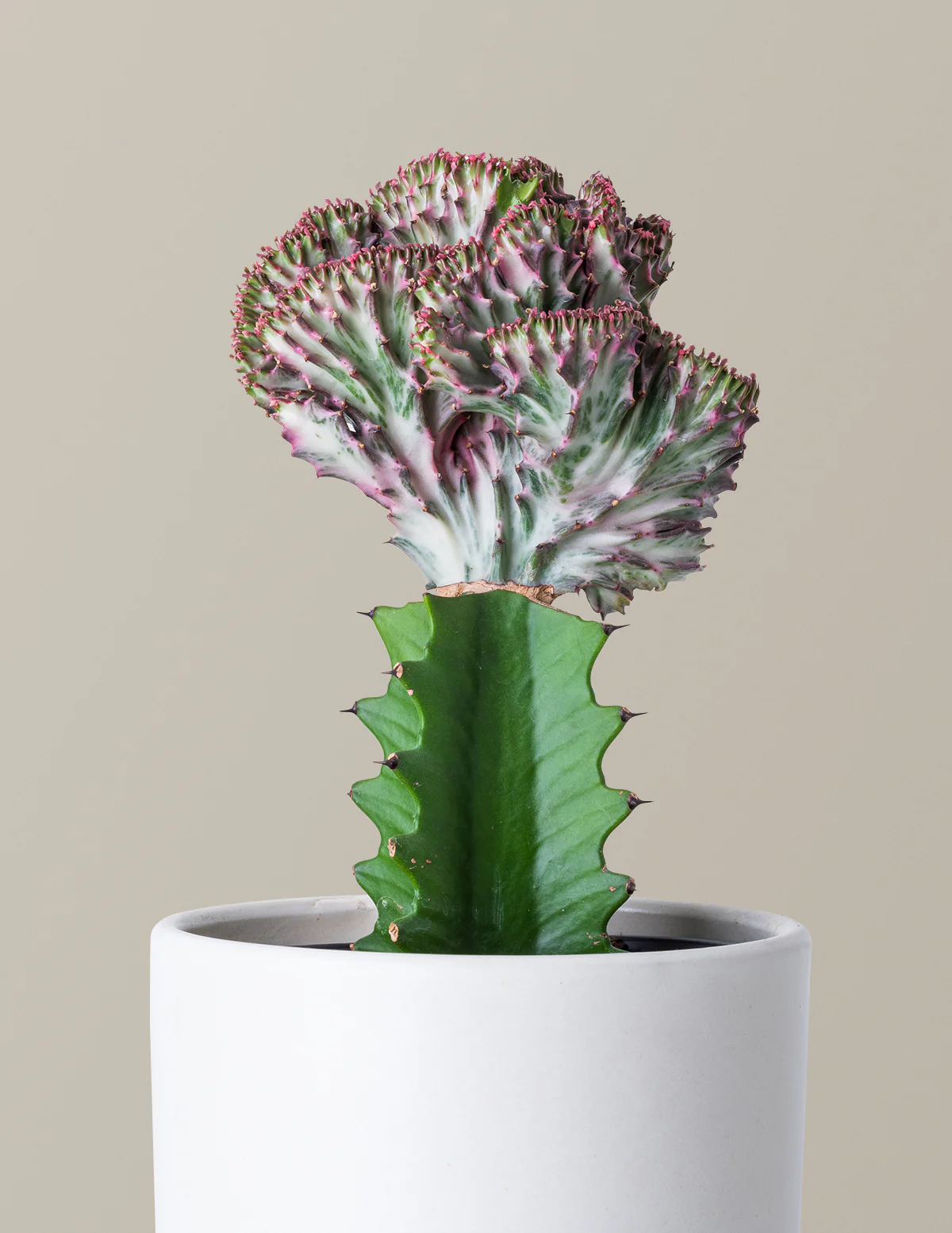 Mermaid Tail Cactus - Image 13