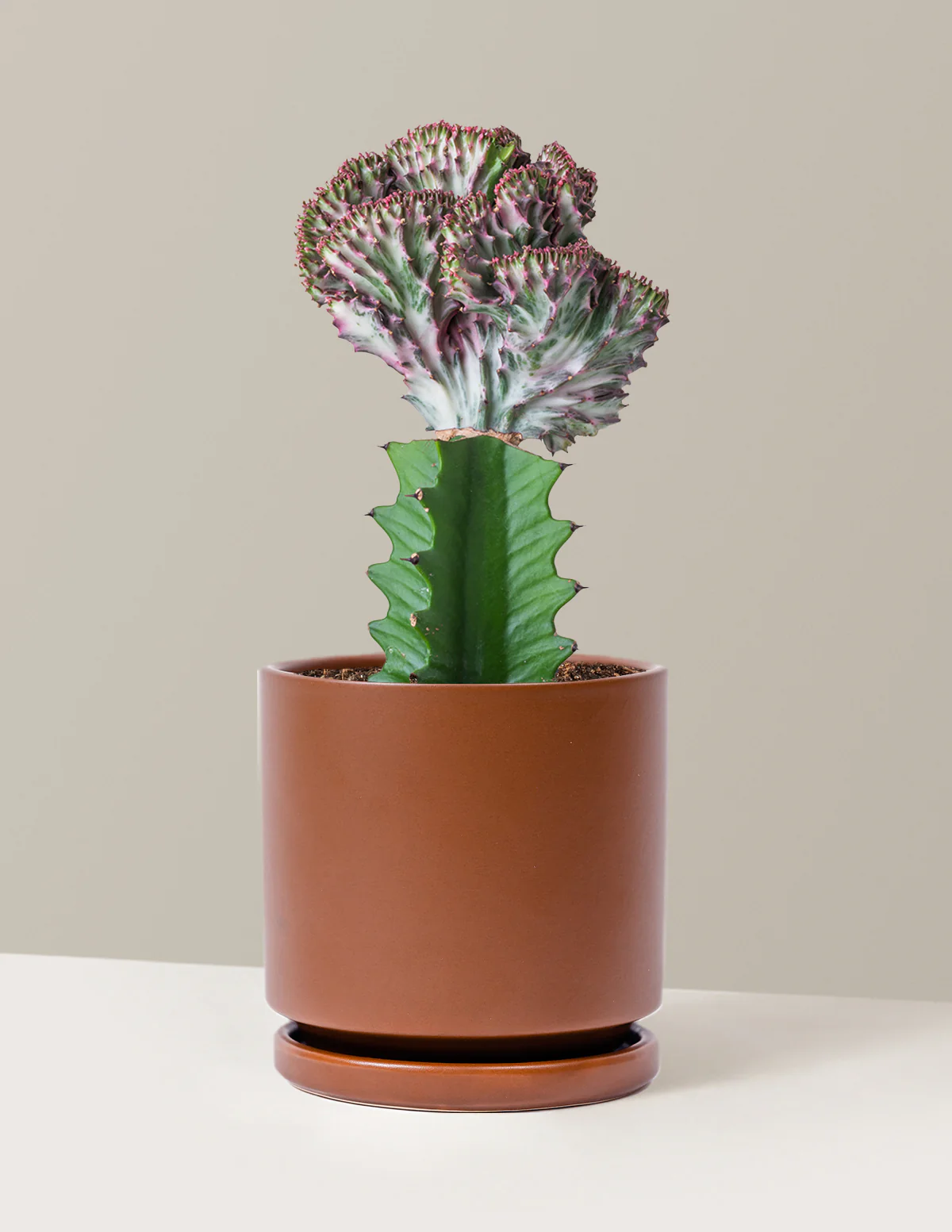 Mermaid Tail Cactus - Image 18