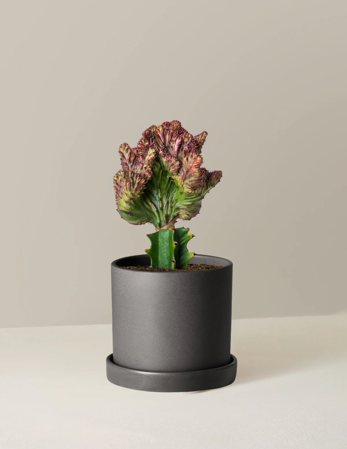 Mermaid Tail Cactus - Image 31