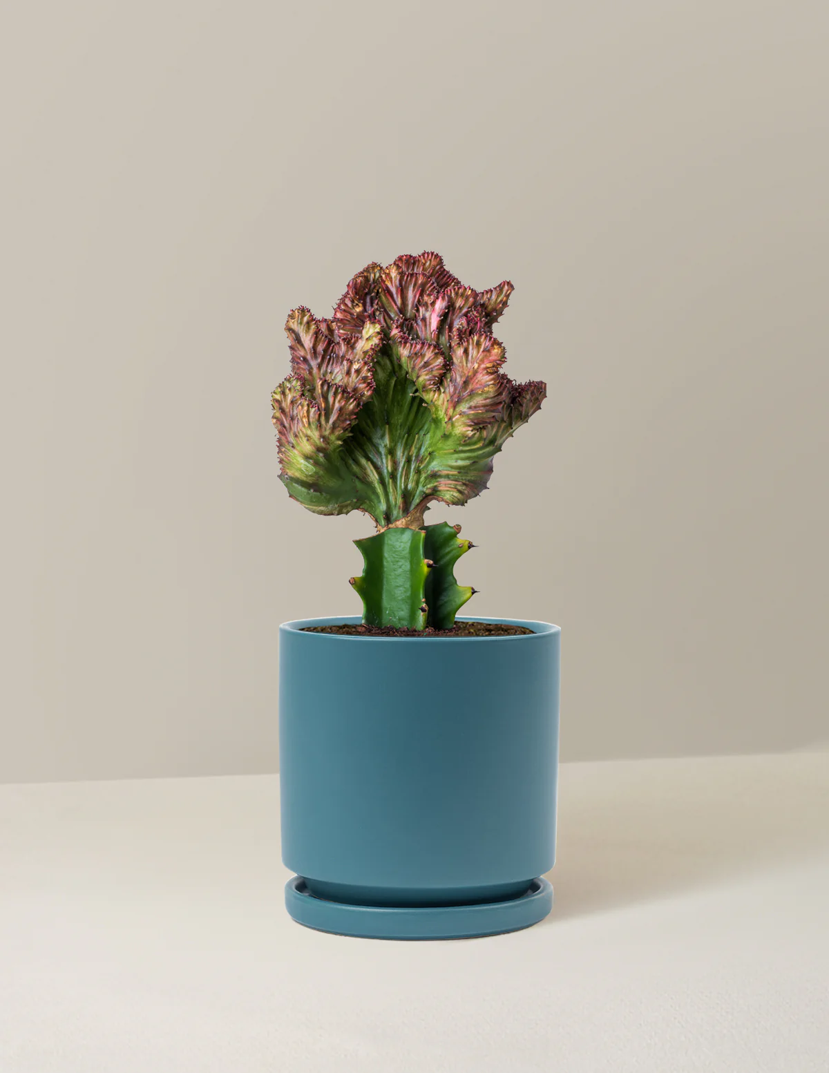 Mermaid Tail Cactus - Image 32