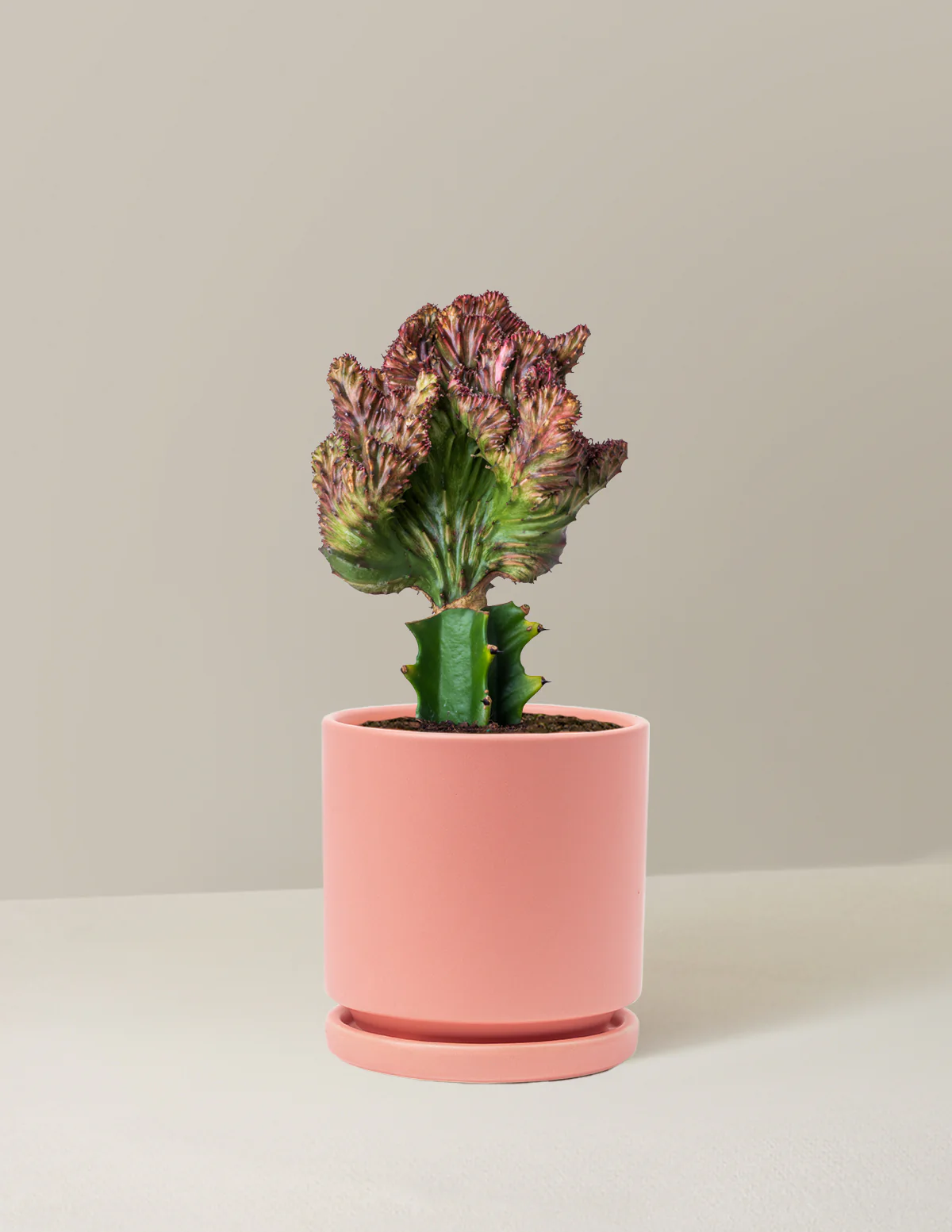 Mermaid Tail Cactus - Image 33