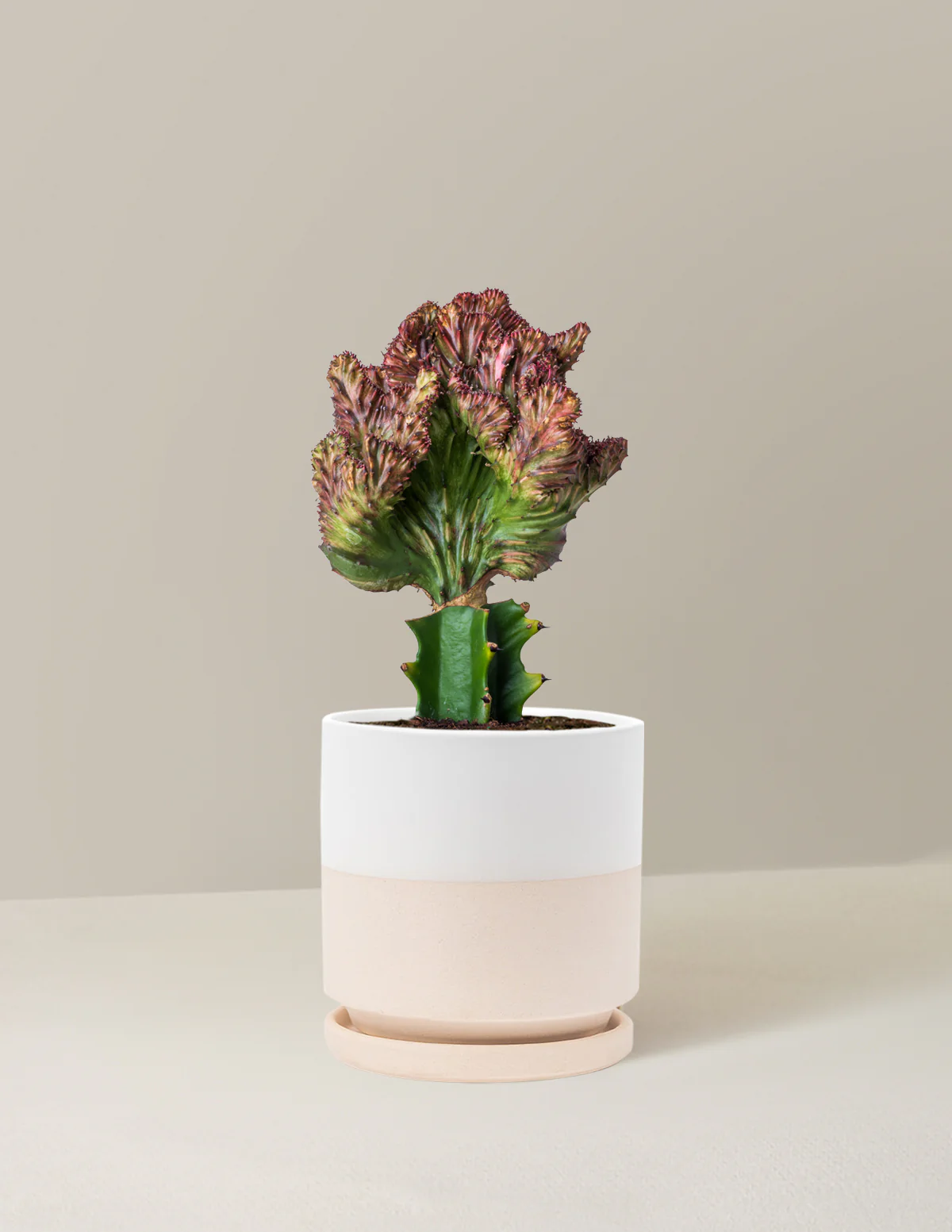 Mermaid Tail Cactus - Image 34