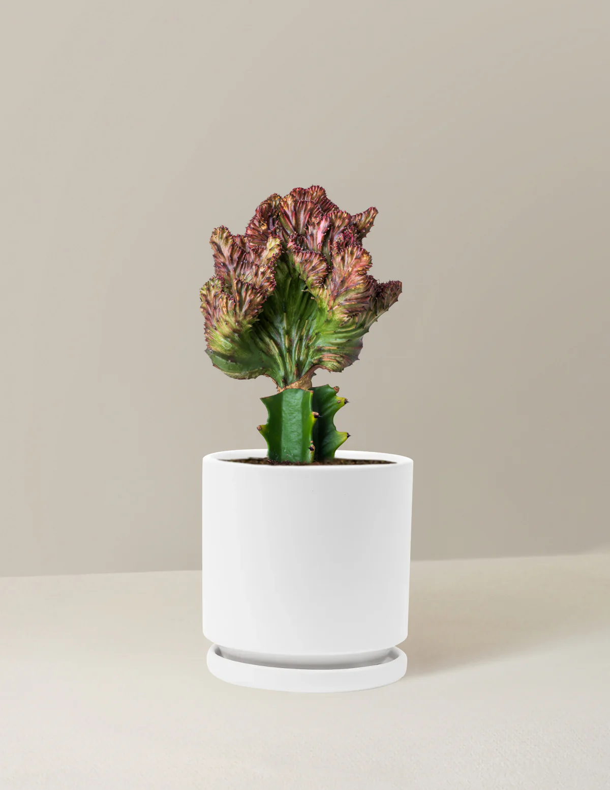 Mermaid Tail Cactus - Image 43