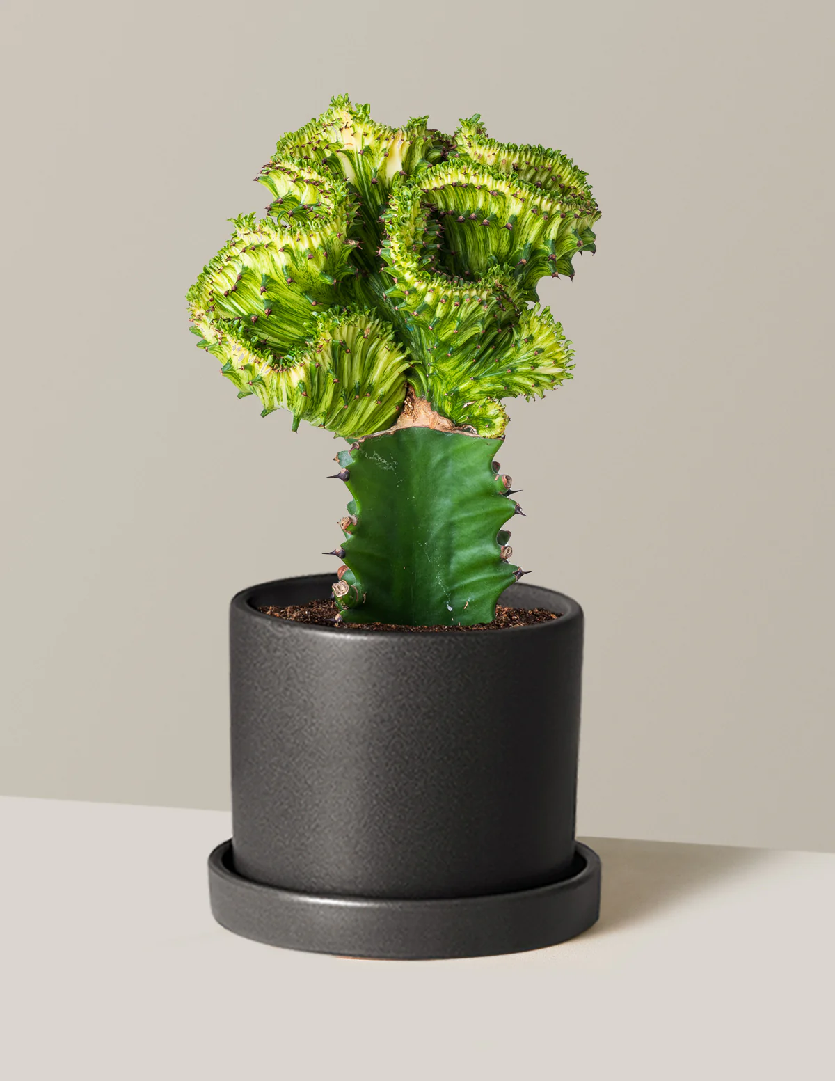 Mermaid Tail Cactus - Image 46