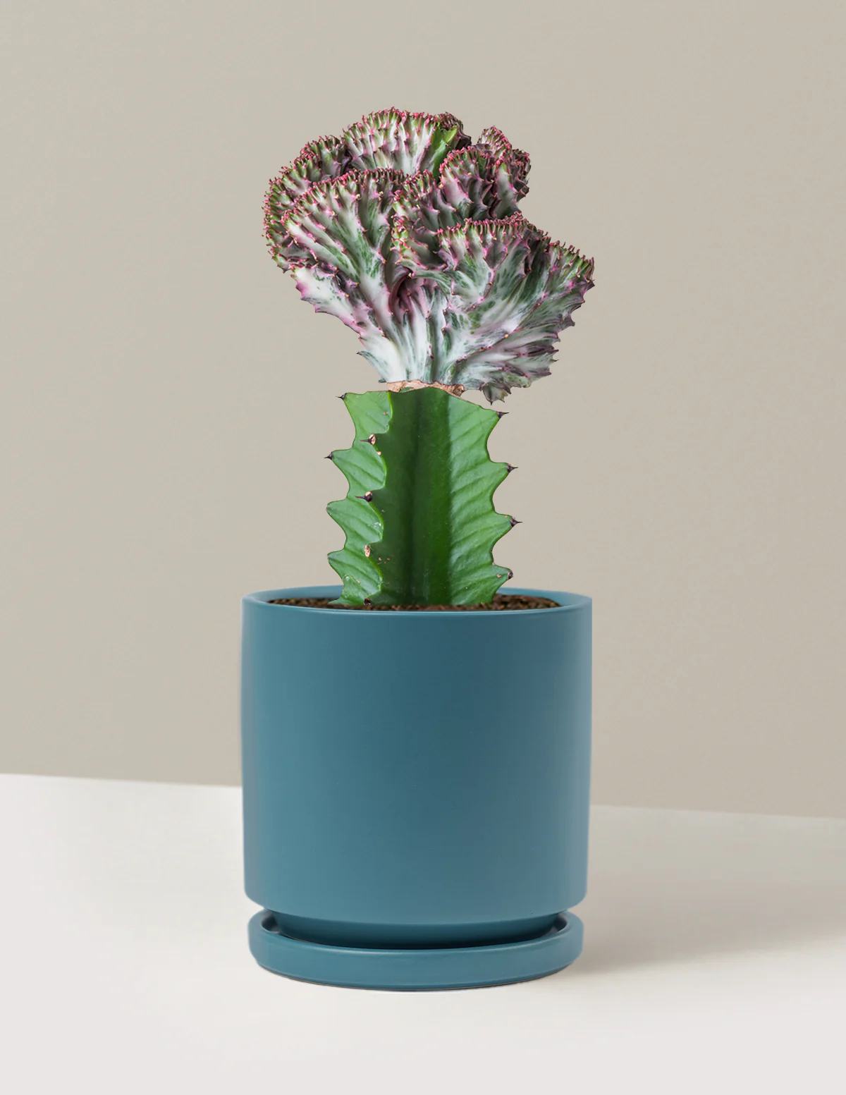 Mermaid Tail Cactus - Image 5