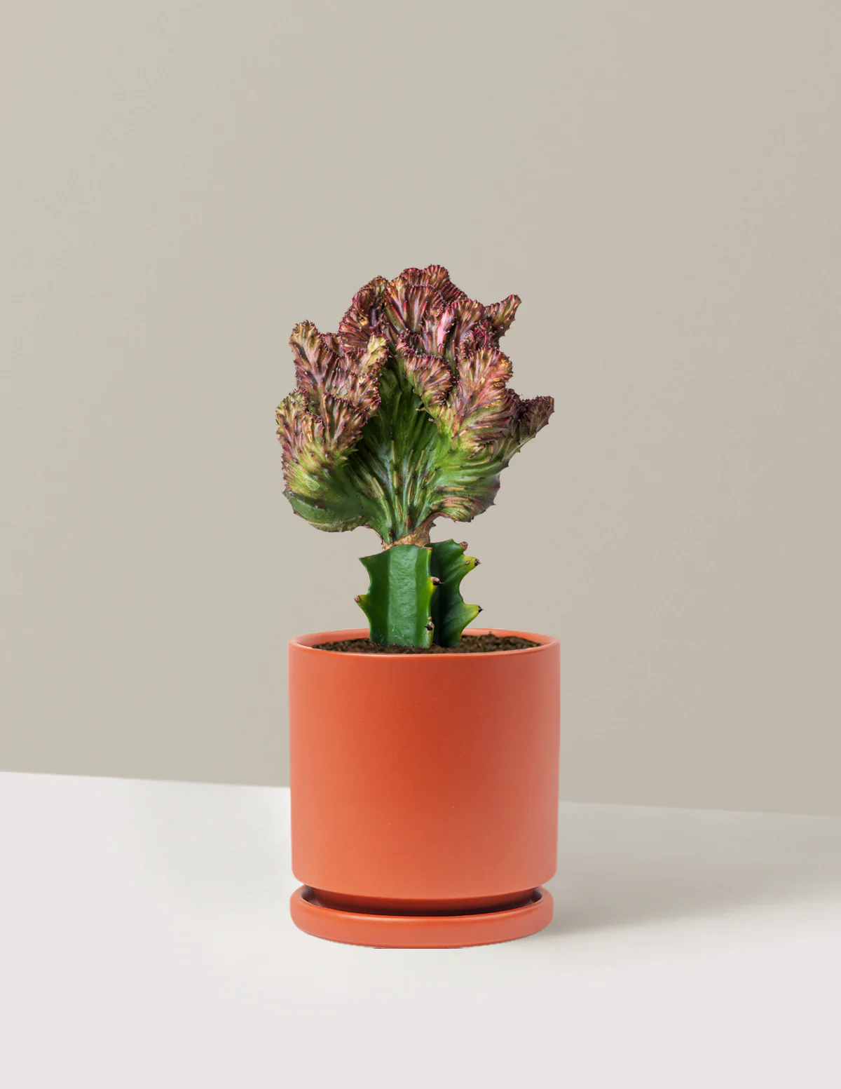 Mermaid Tail Cactus - Image 68