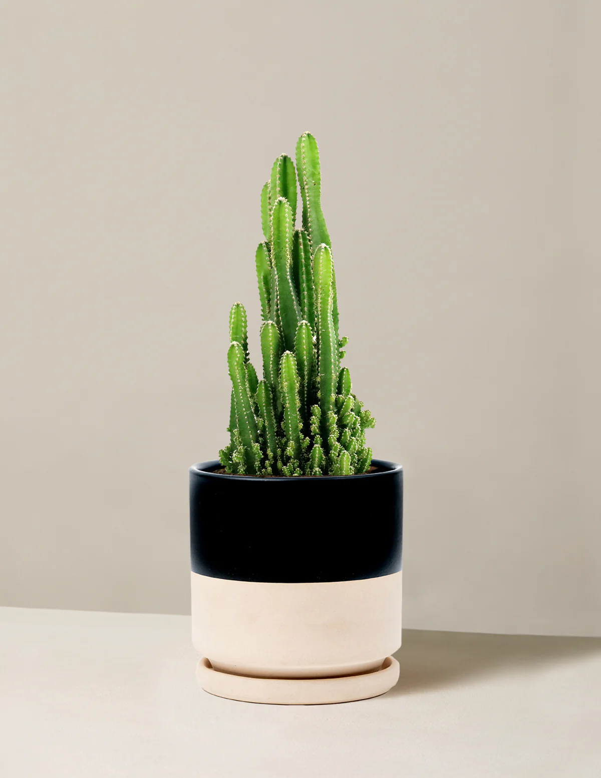 Fairy Castle Cactus - Image 10