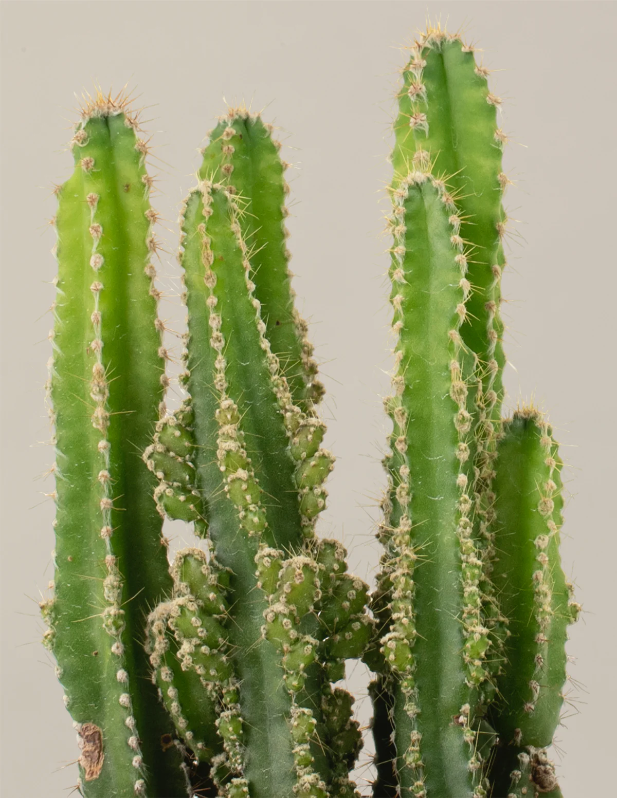 Fairy Castle Cactus - Image 13