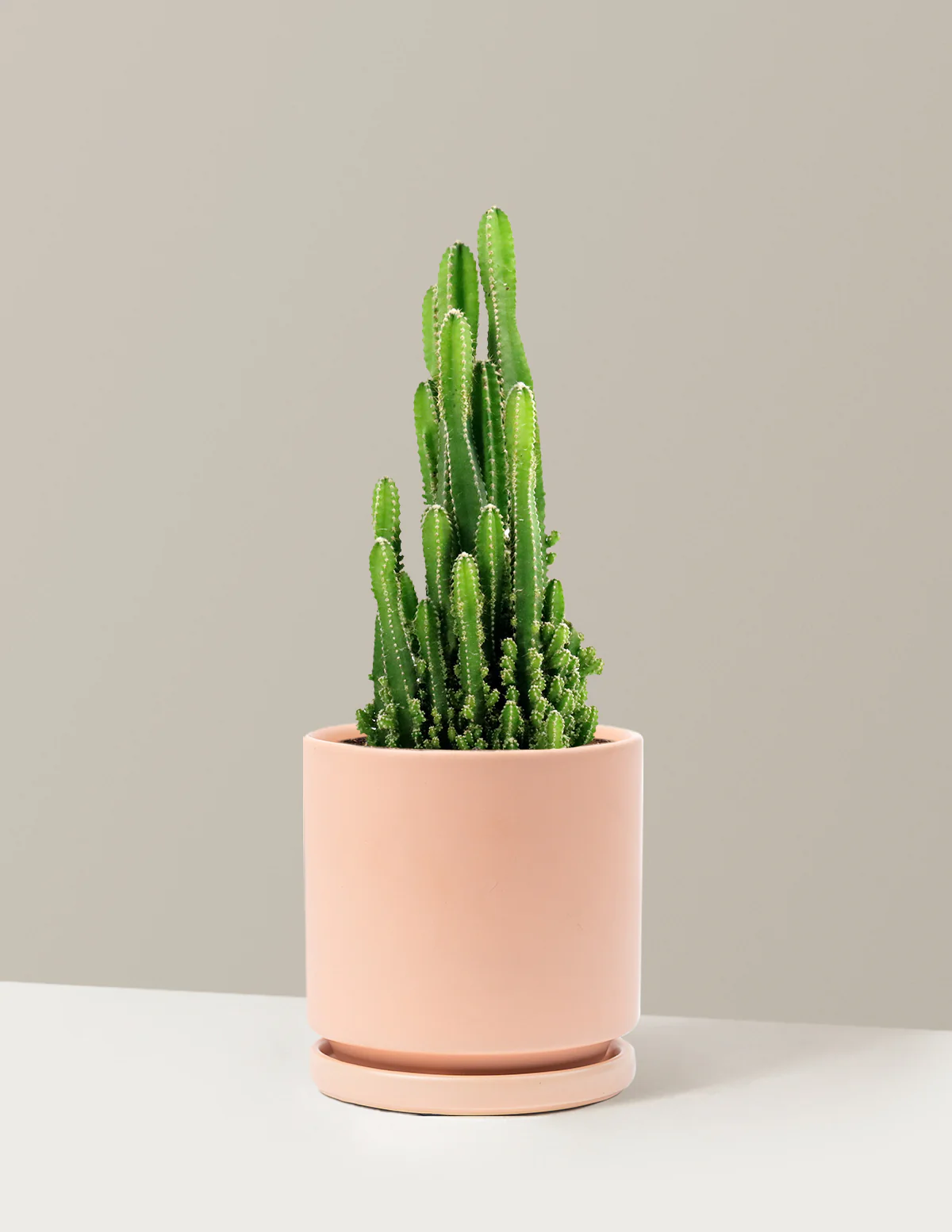 Fairy Castle Cactus - Image 22