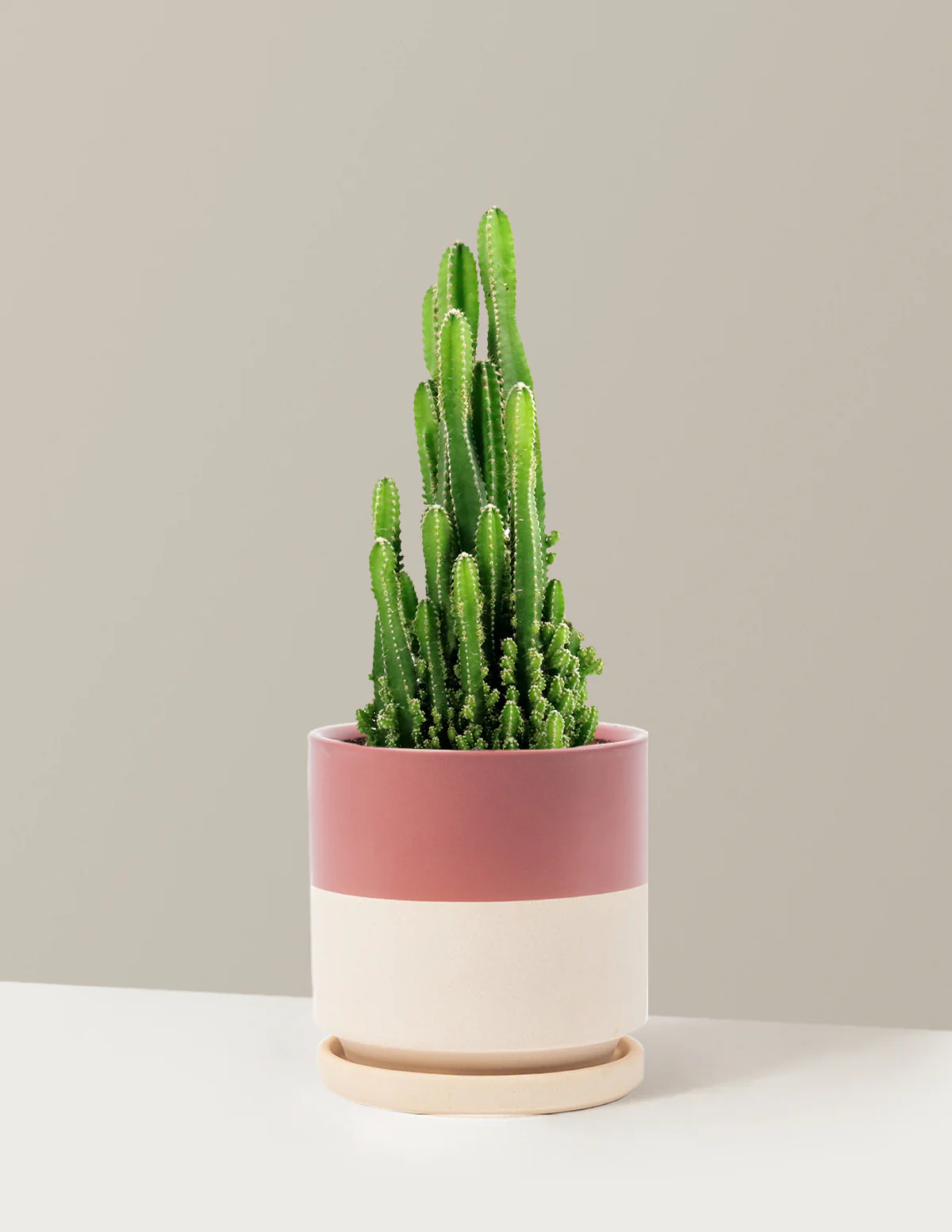 Fairy Castle Cactus - Image 26