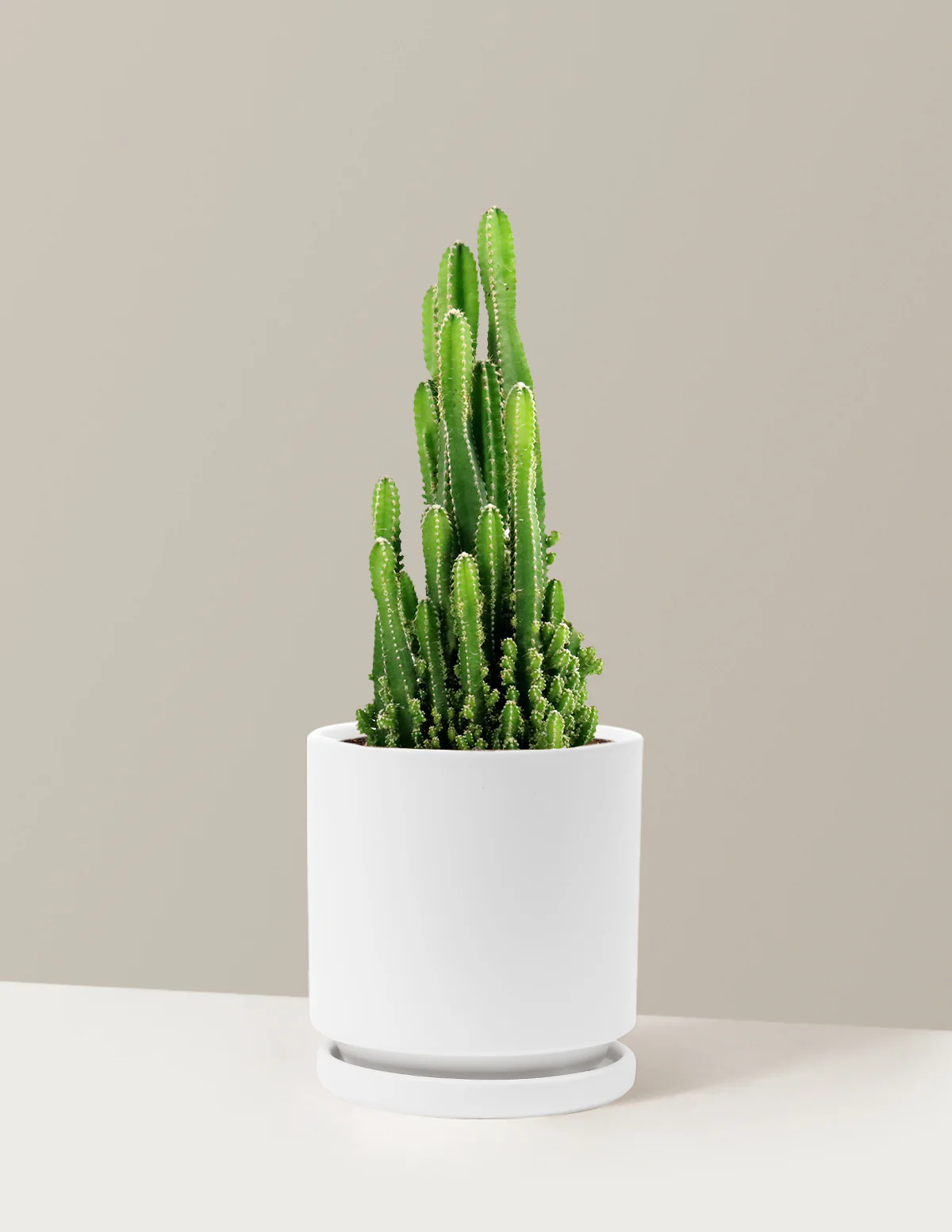 Fairy Castle Cactus - Image 27