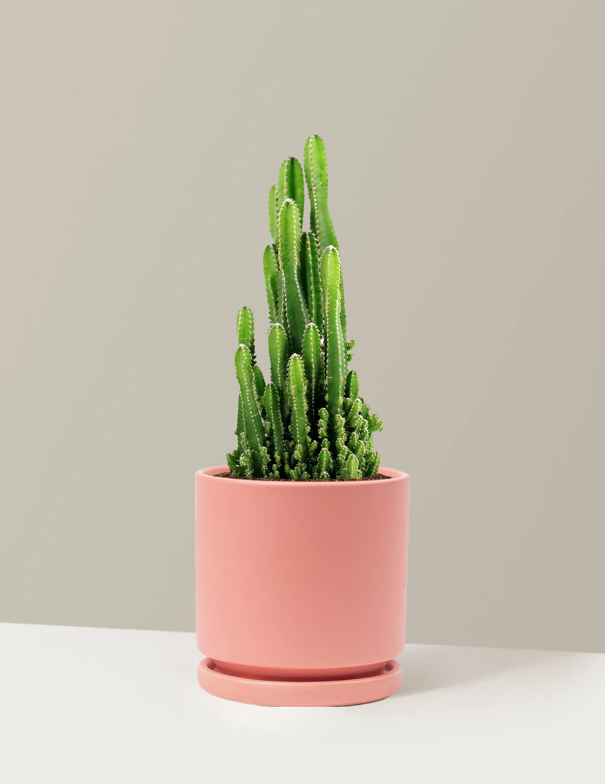 Fairy Castle Cactus - Image 28