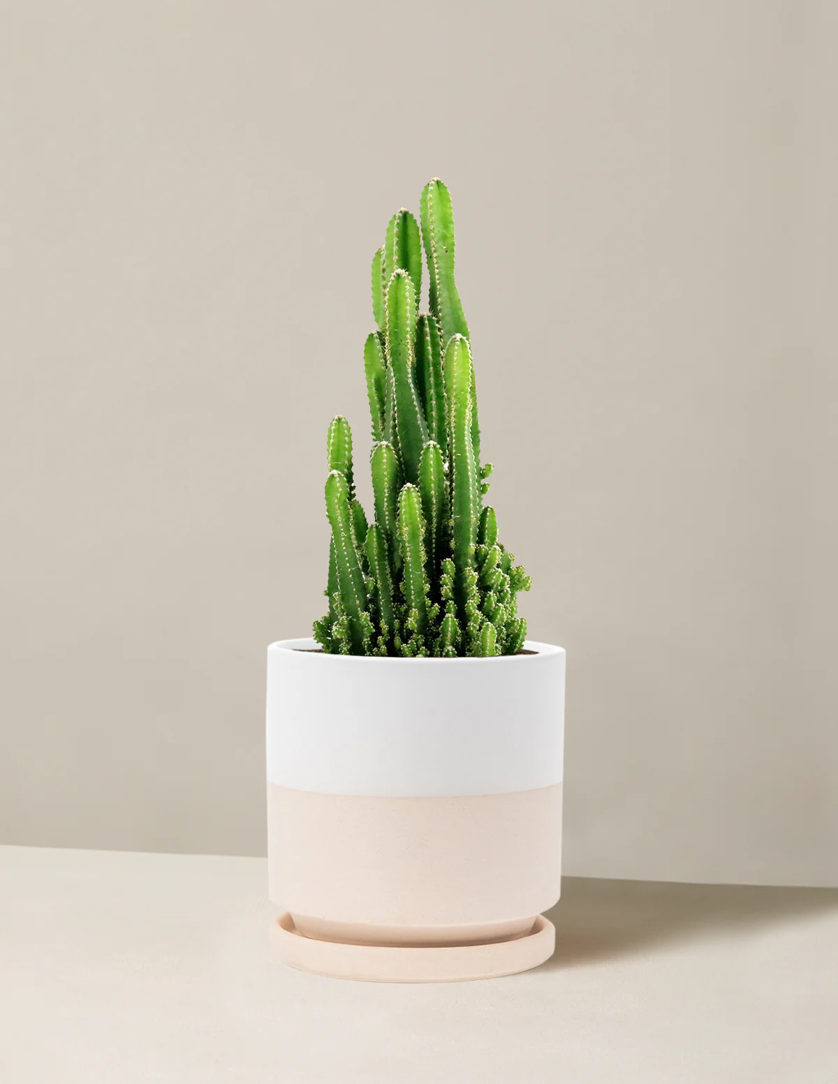 Fairy Castle Cactus - Image 9