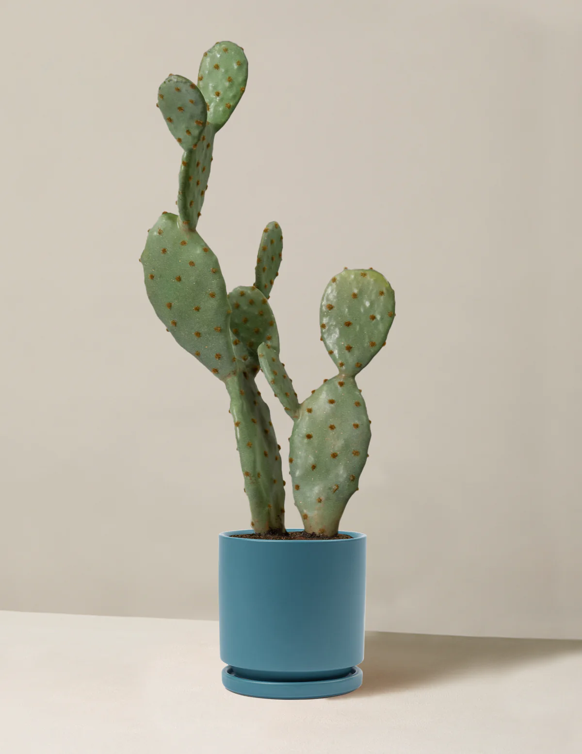 Artificial Cactus - Image 6