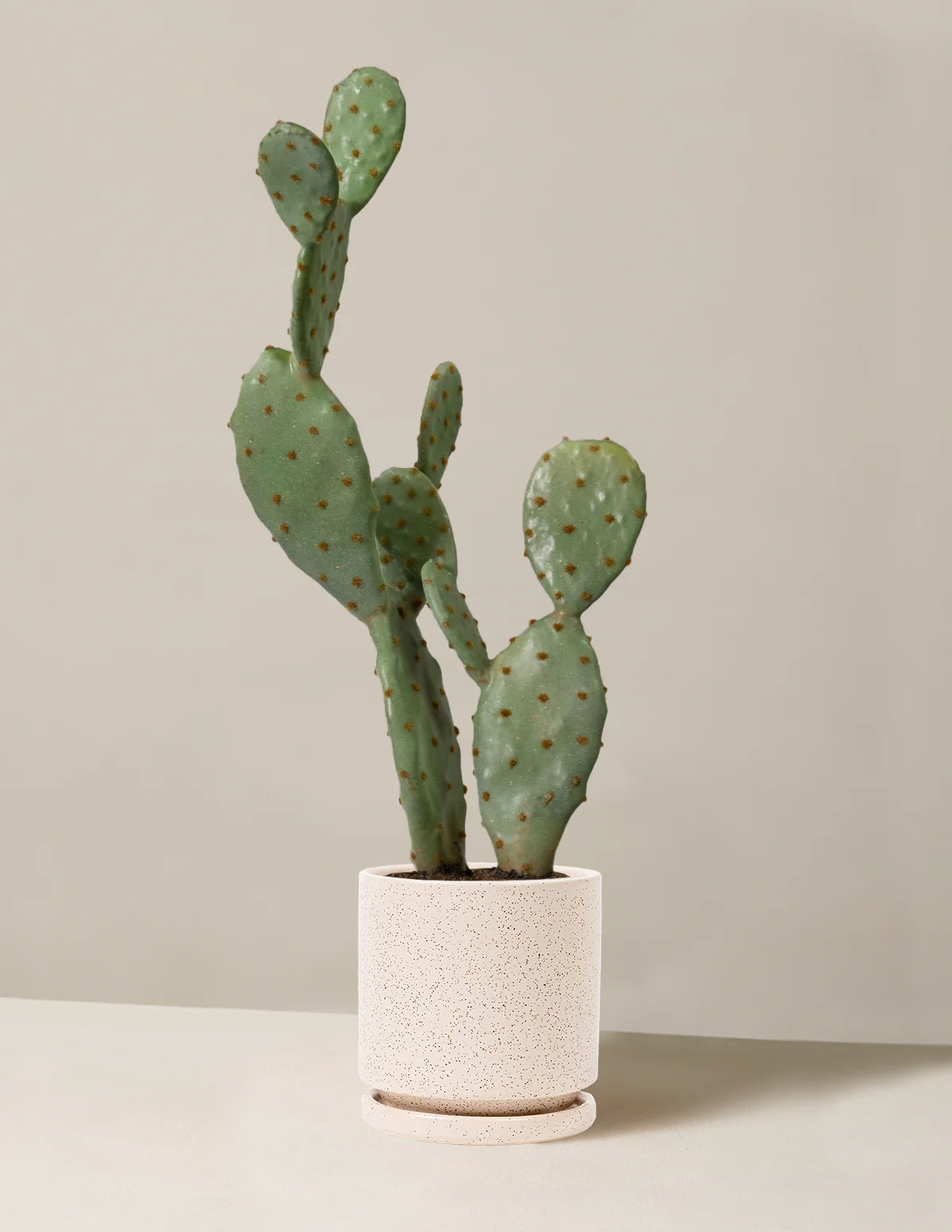 Artificial Cactus - Image 9