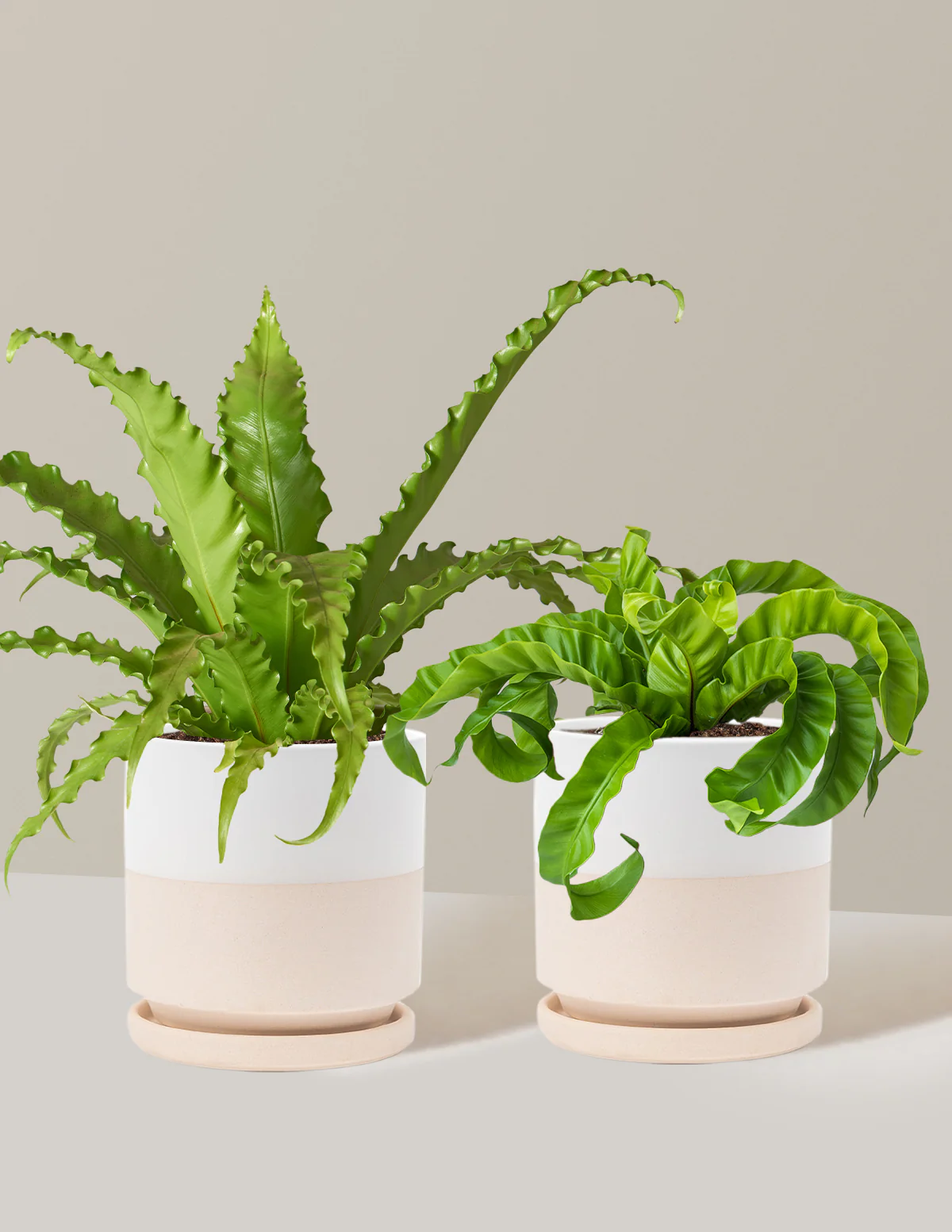 Fern Friends Duo - Image 17