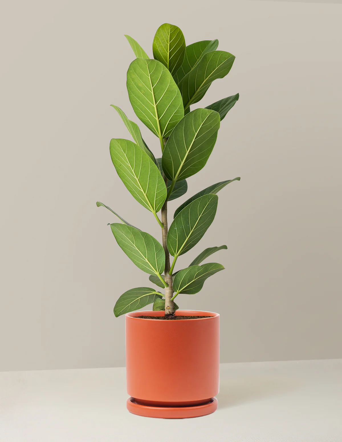 Ficus Audrey Bush - Image 40