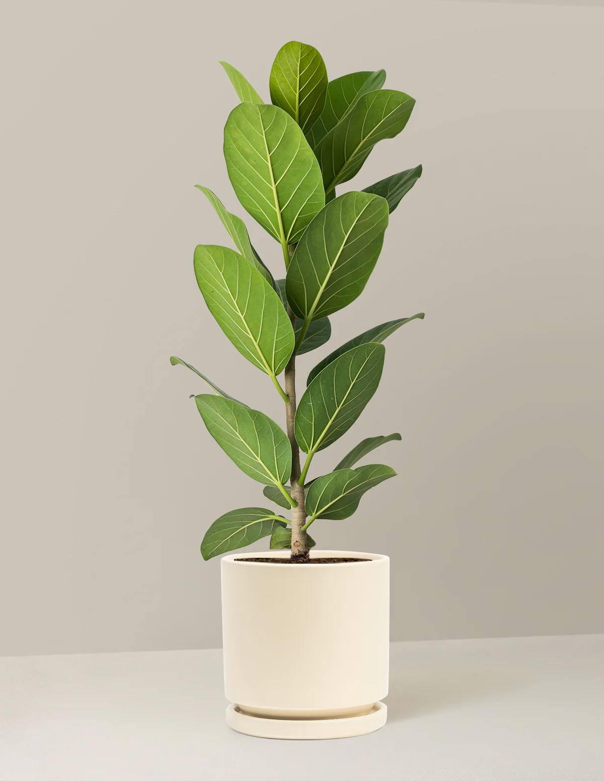 Ficus Audrey Bush - Image 42