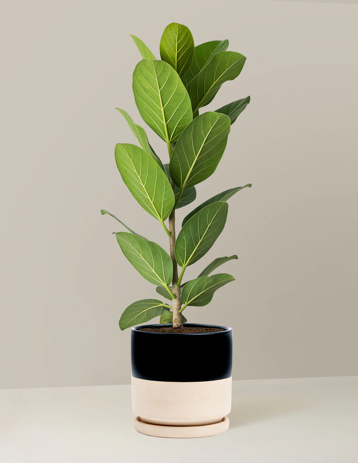 Ficus Audrey Bush - Image 44