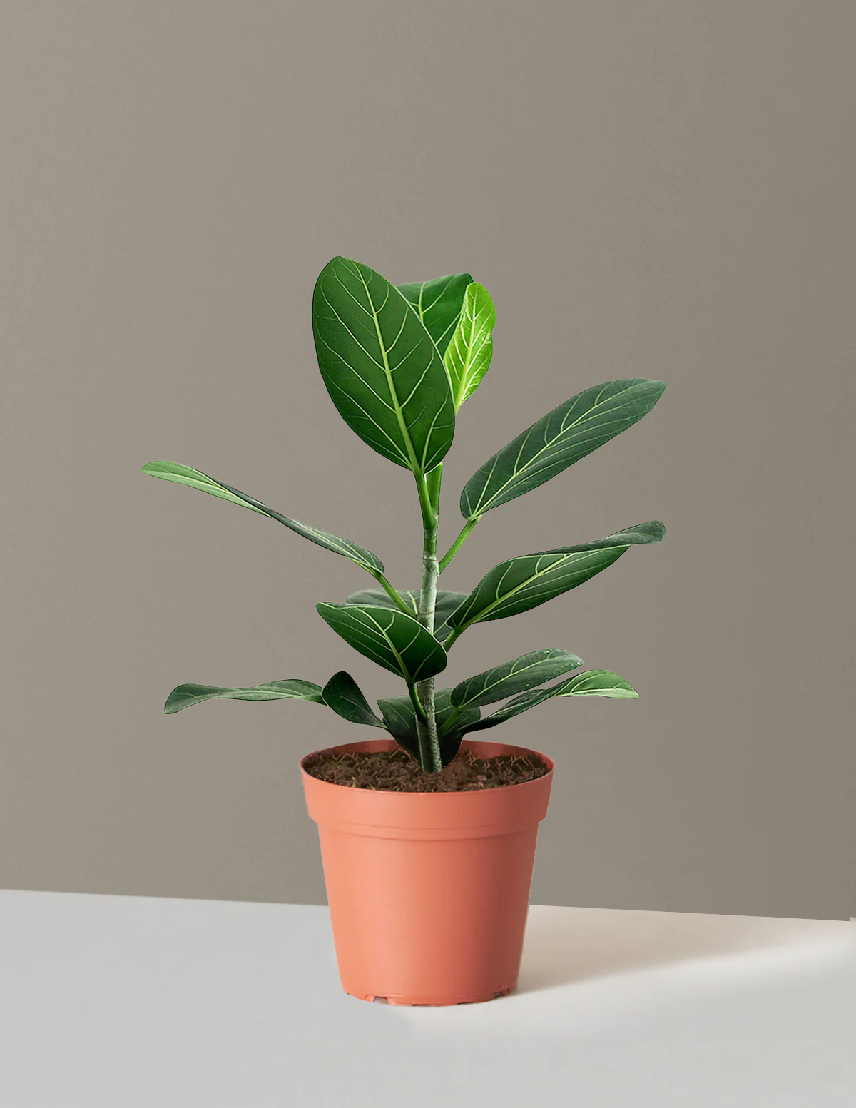 Ficus Audrey Bush - Image 63