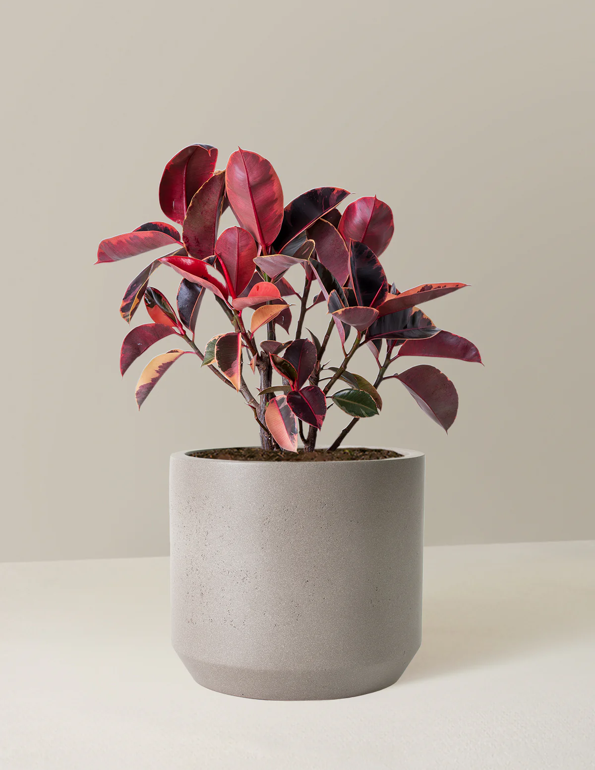 Ficus Ruby - Image 13
