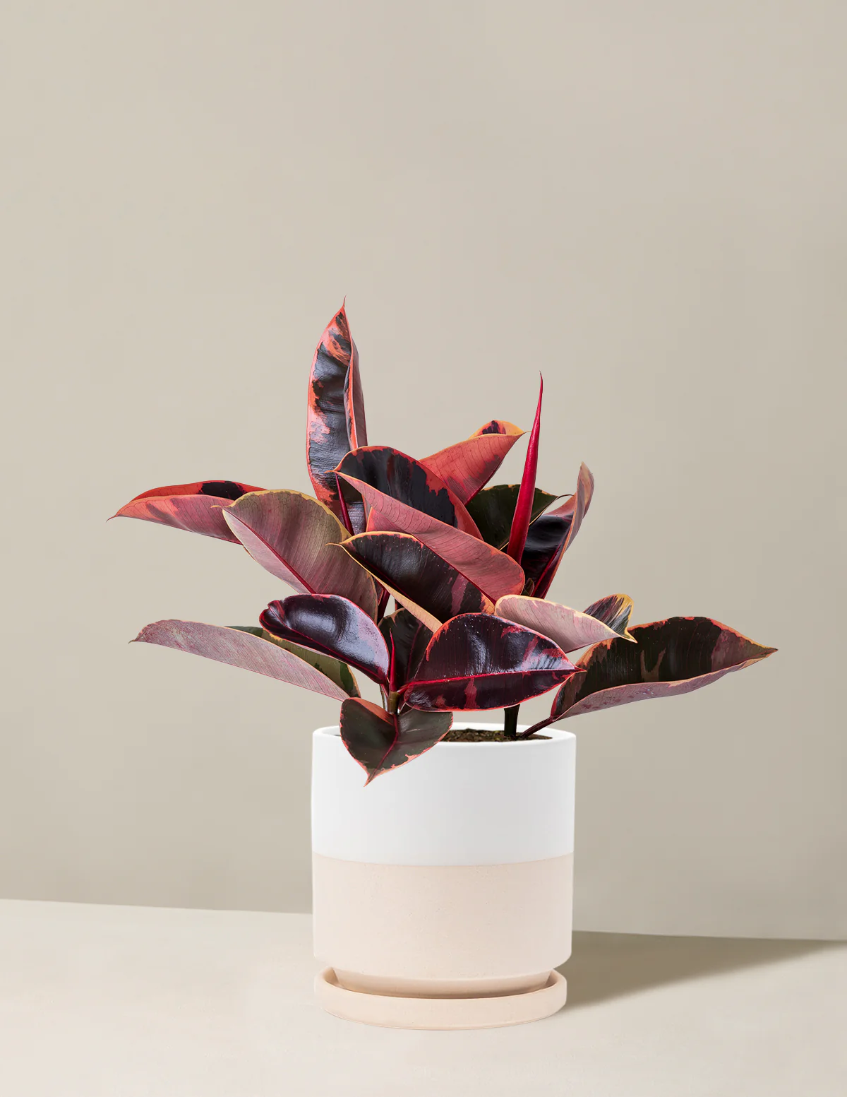 Ficus Ruby - Image 16