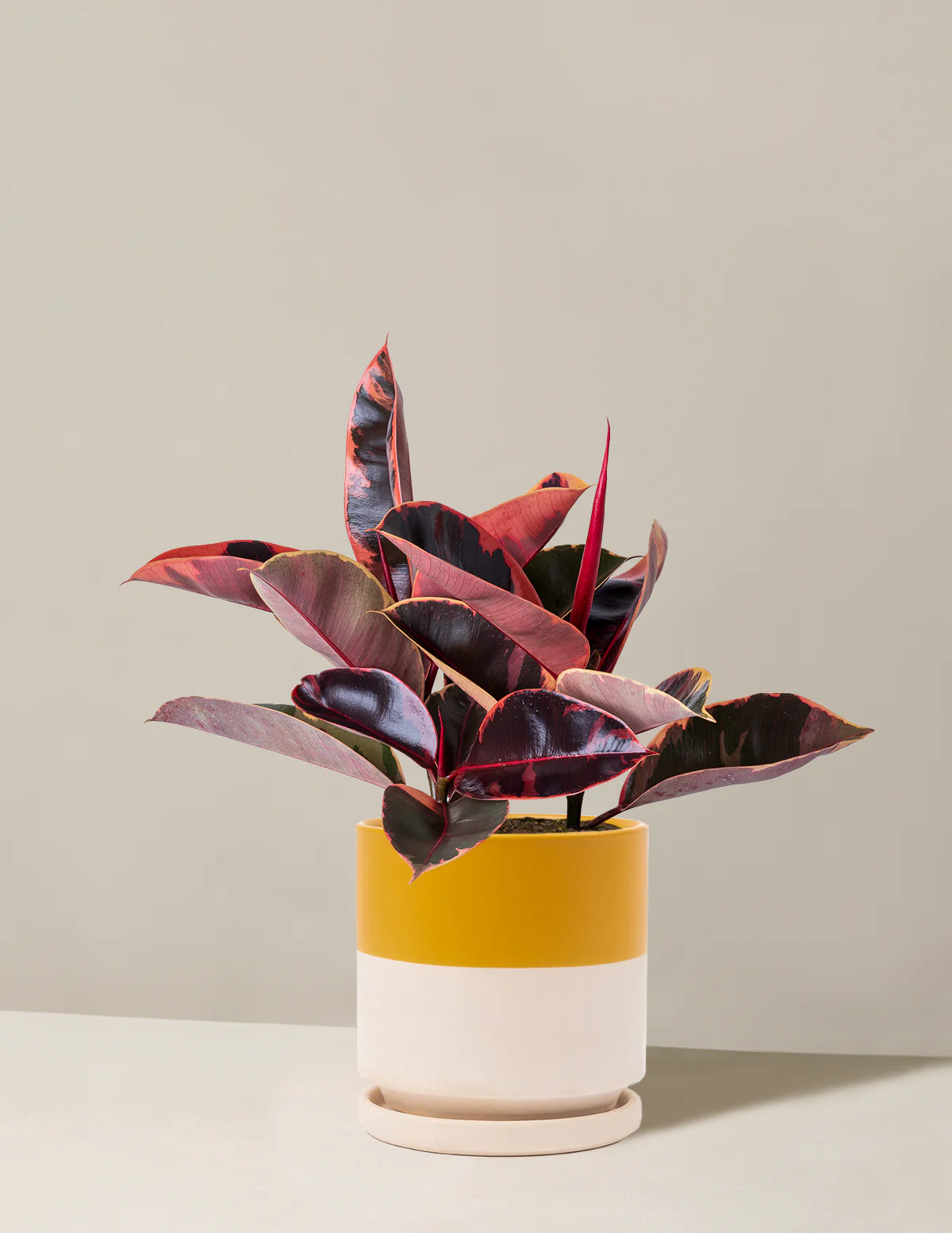 Ficus Ruby - Image 29