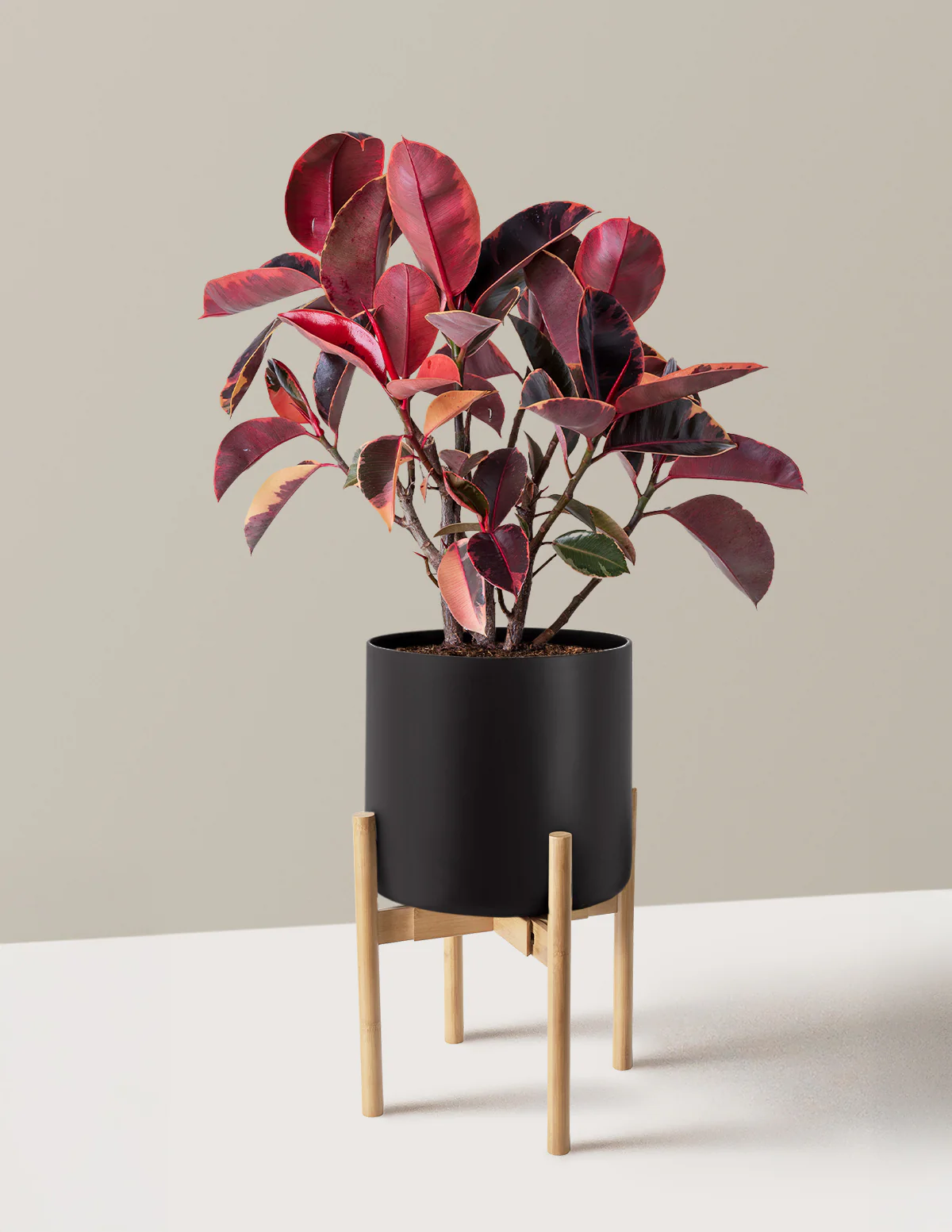 Ficus Ruby - Image 31