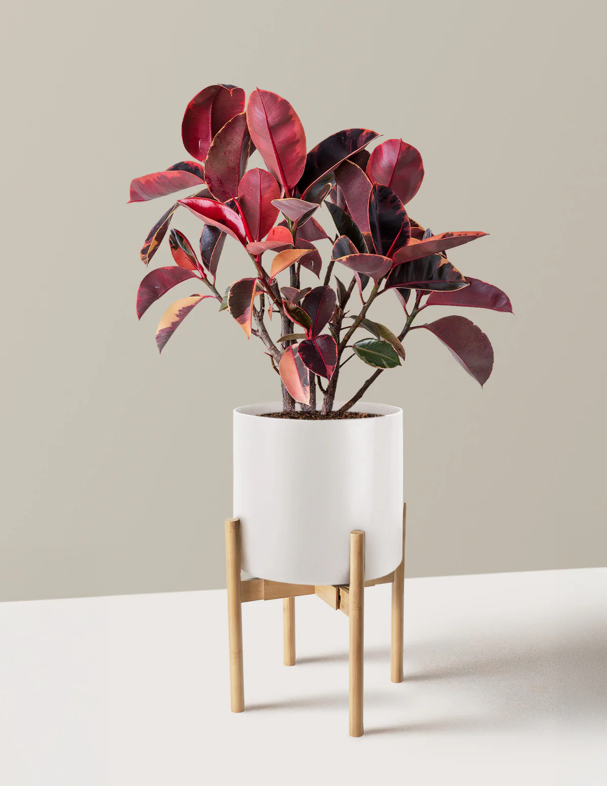 Ficus Ruby - Image 37