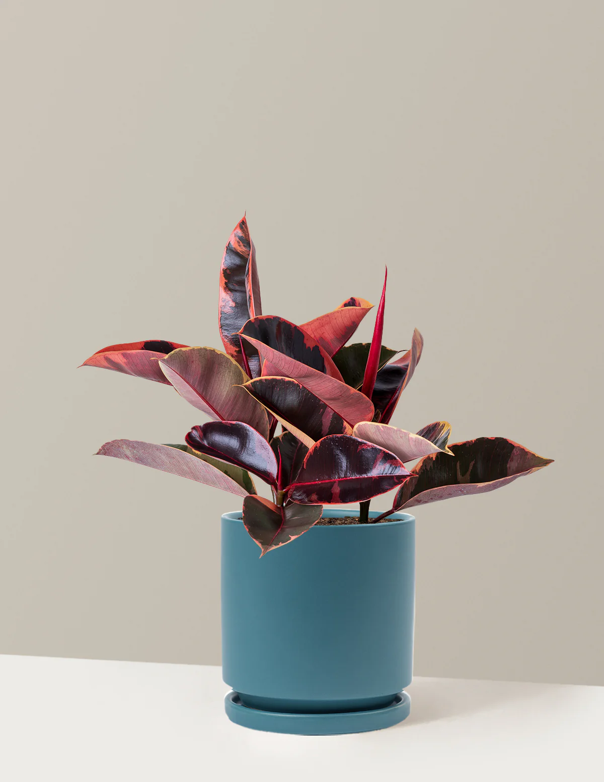 Ficus Ruby - Image 45