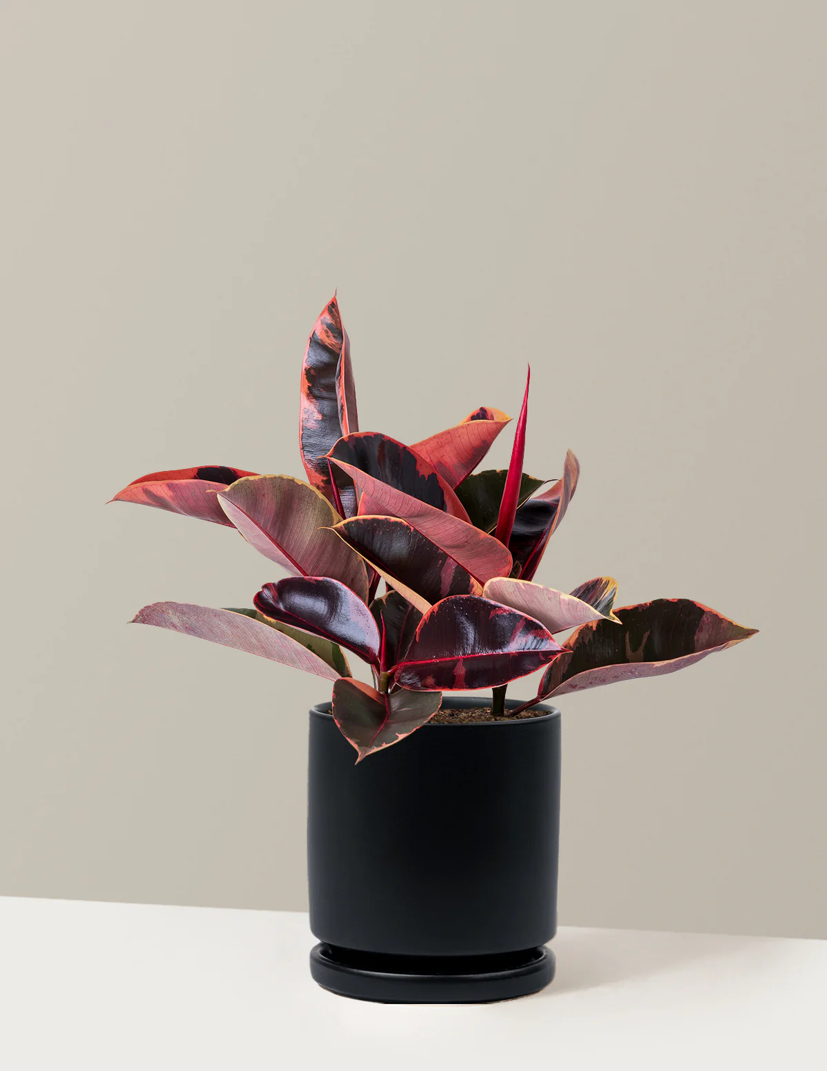 Ficus Ruby - Image 46